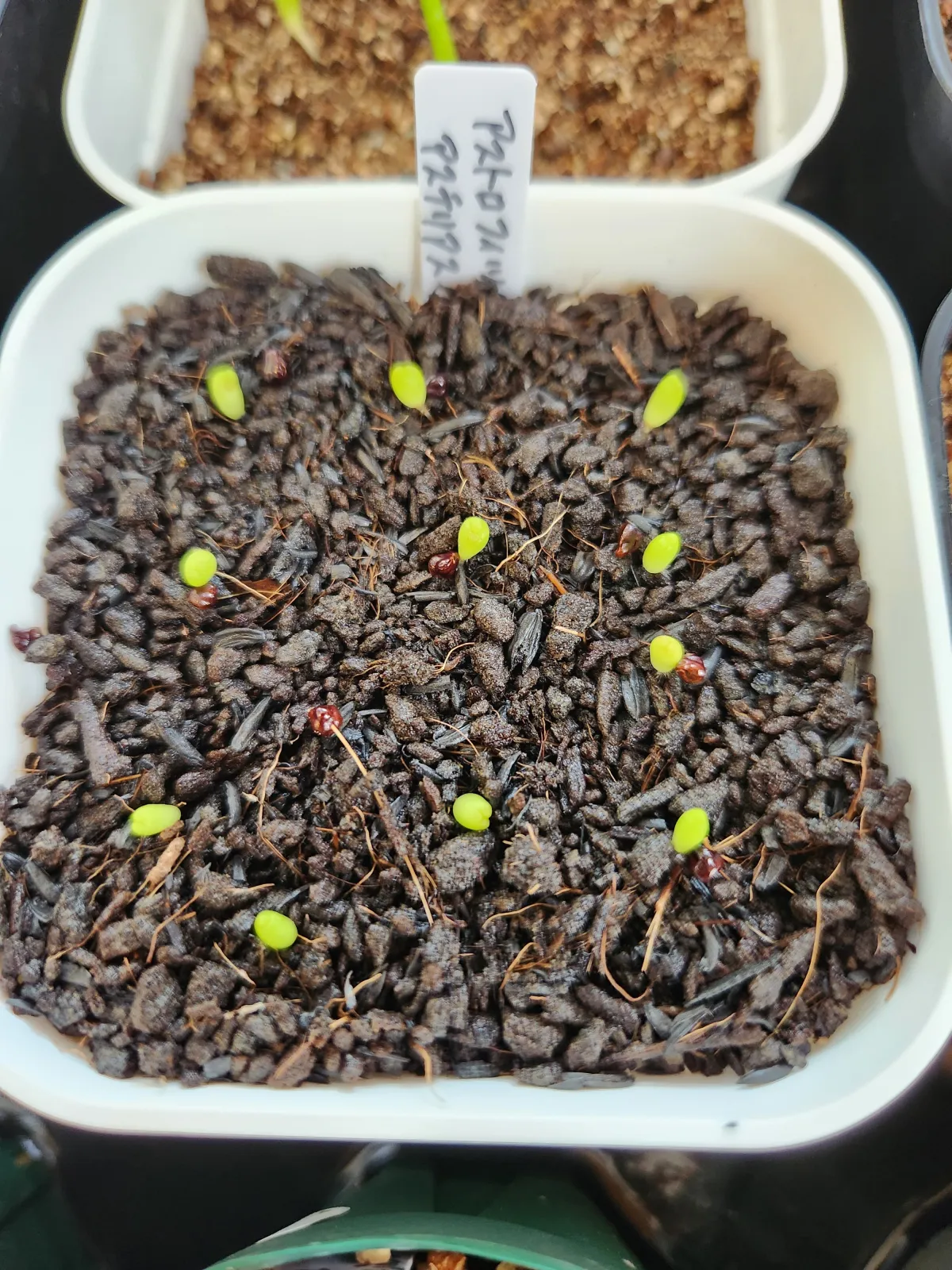 Astrophytum asterias (アストロフィツム アステリアス 兜)