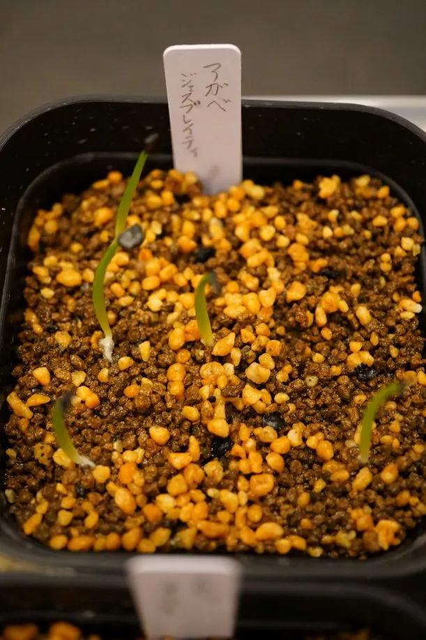 Agave ghiesbreghtii (アガベ ジェスブレイティ)