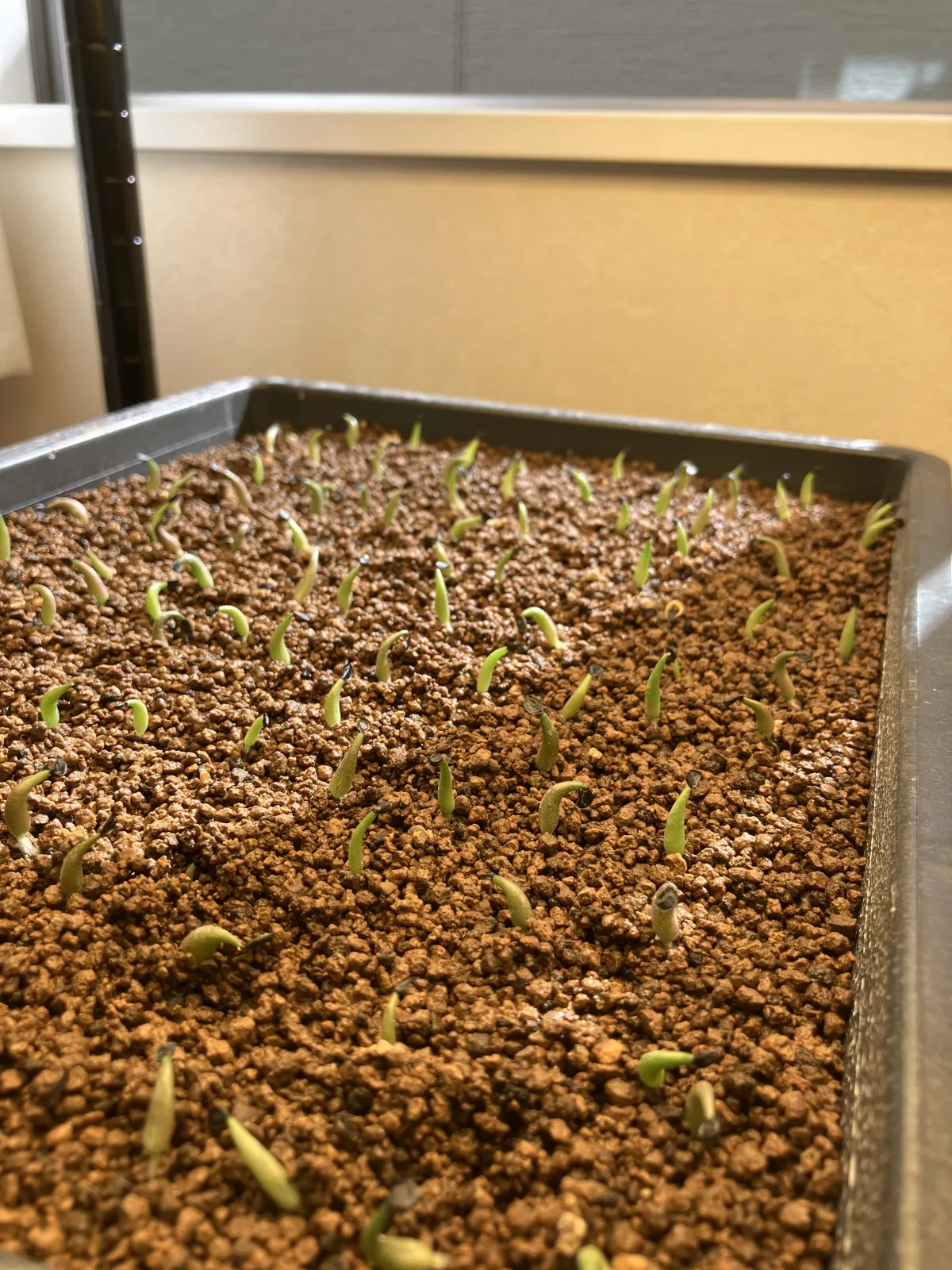 Agave titanota Blue Lot. (アガベ チタノタブルー)