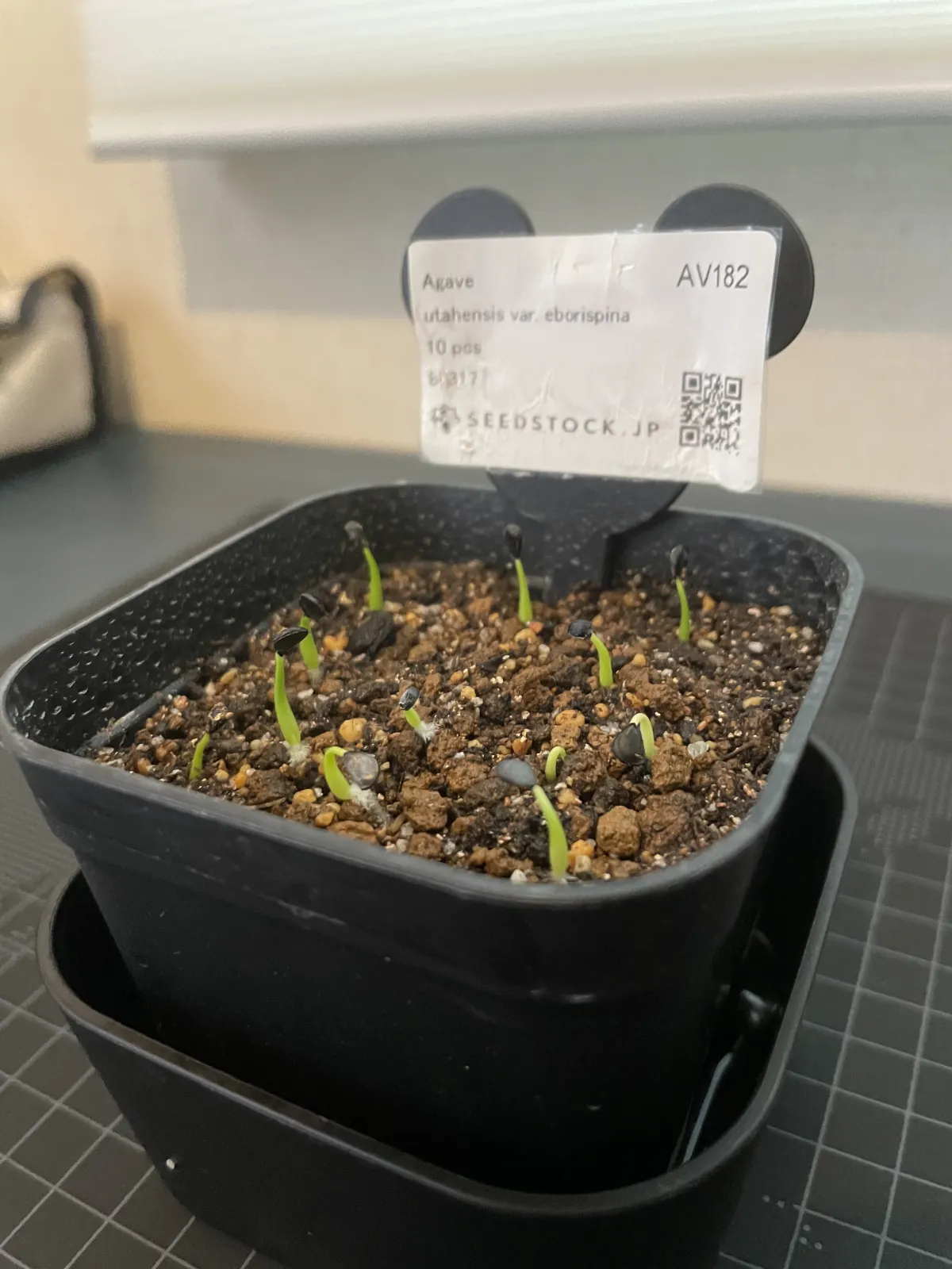 Agave utahensis var. eborispina (アガベ エボリスピナ)