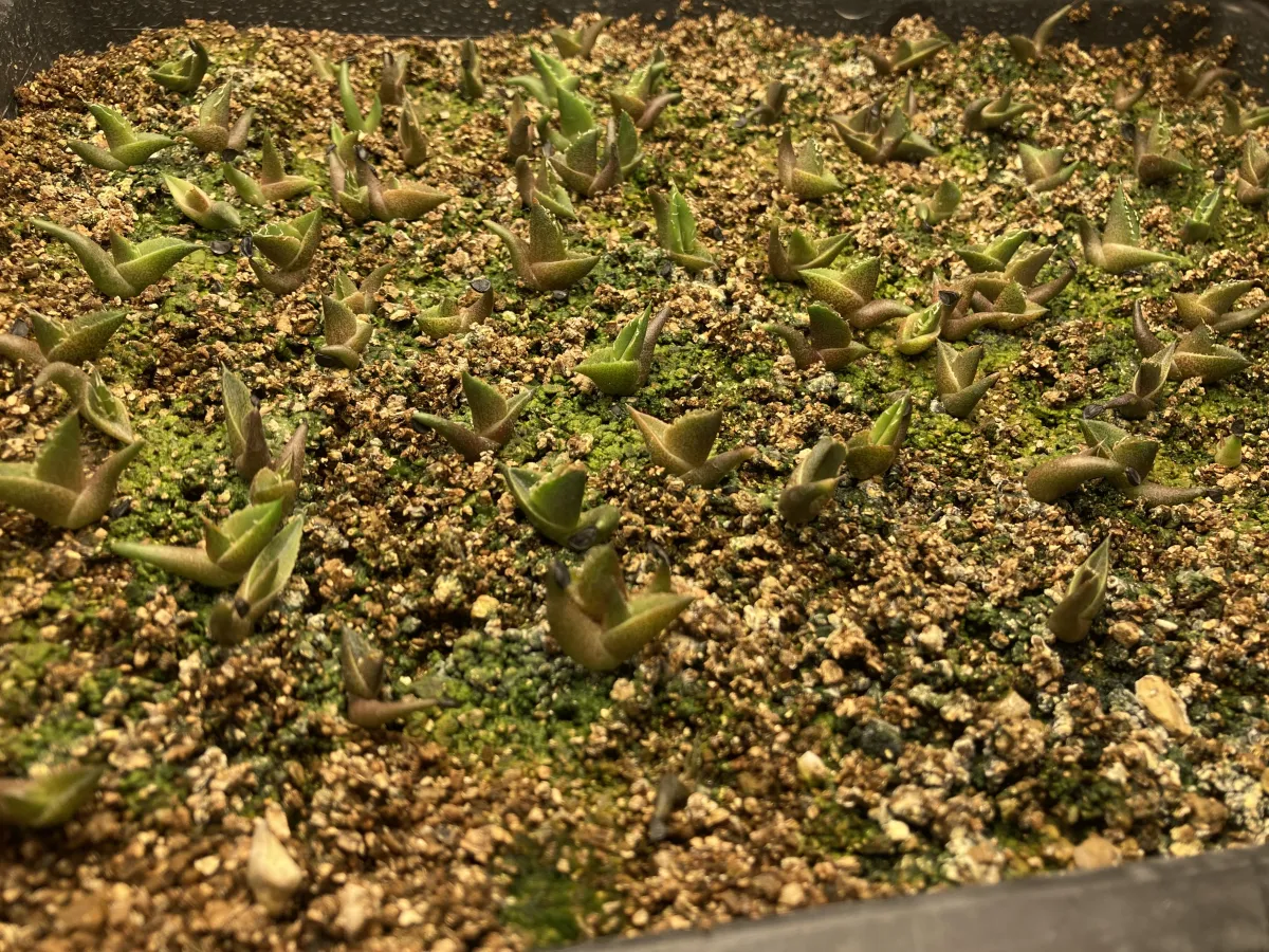 Agave oteroi Lot. (アガベ オテロイ)