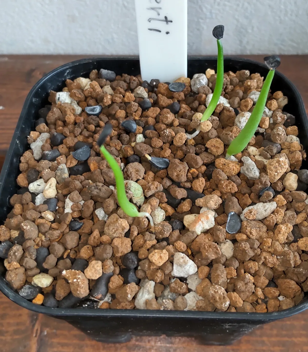 Agave deserti var. deserti (アガベ デザーティ)