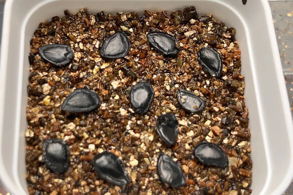 Agave atrovirens var. atrovirens (アガベ アトロビレンス)