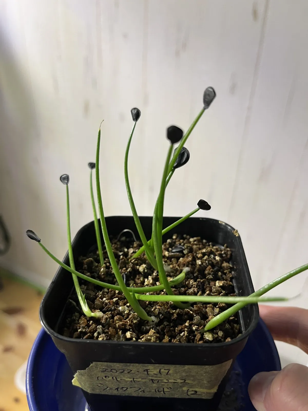 Agave parryi huachucensis Wakefield (アガベ パリー ウェイクフィールド)