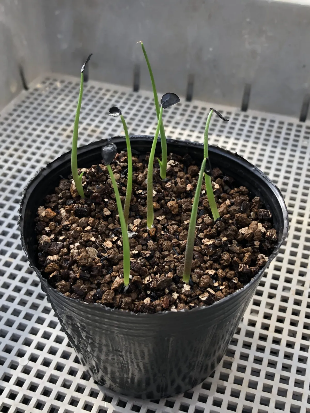 Agave seemanniana Pygmaea (アガベ ピグマエア)
