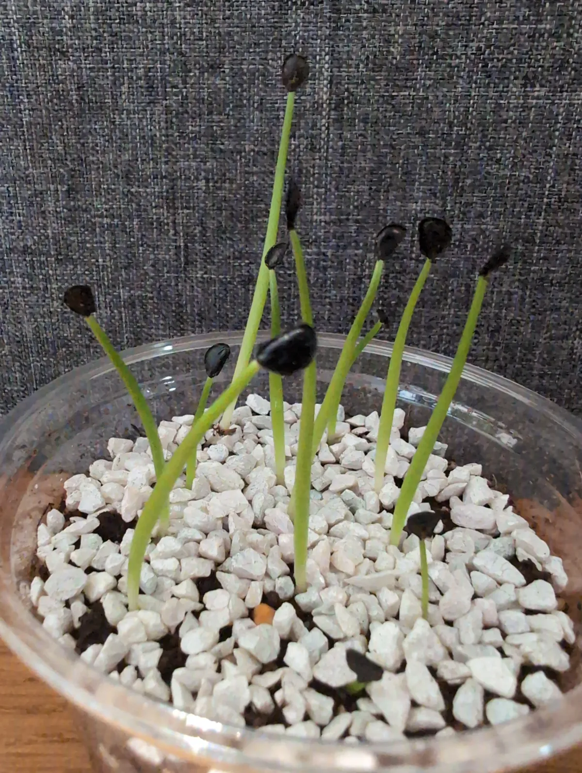 Agave parryi ssp. neomexicana (アガベ ネオメキシカーナ)