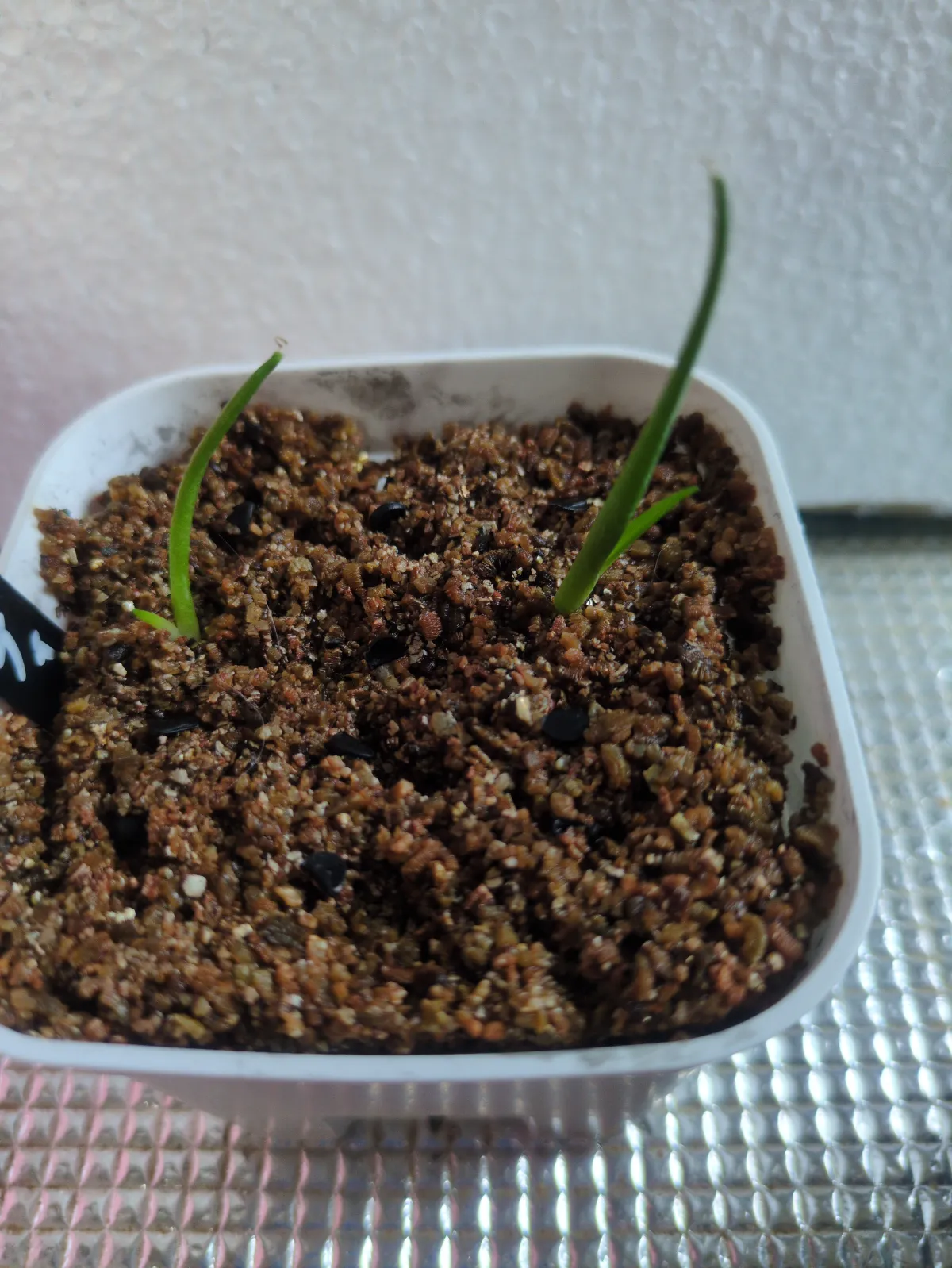 Agave schottii var. schottii (アガベ ショッティ)