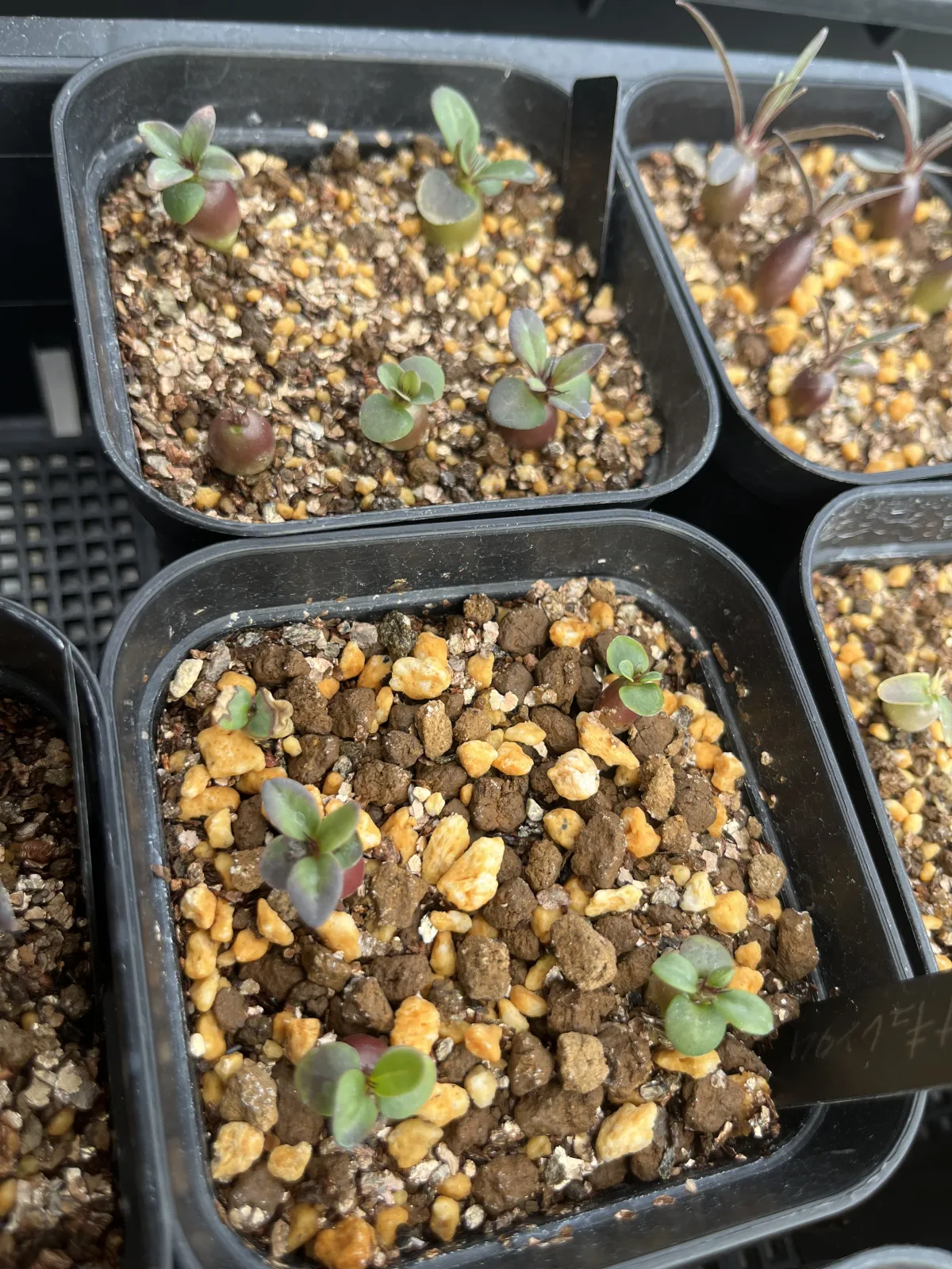 Pachypodium succulentum (パキポディウム サキュレンタム)
