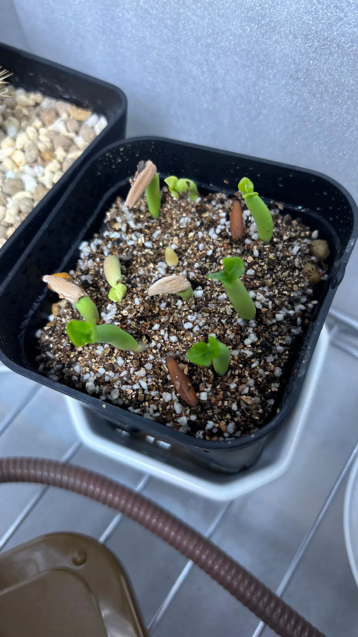 YSB Adenium arabicum Yak Sing Buri (アデニウム アラビカム)