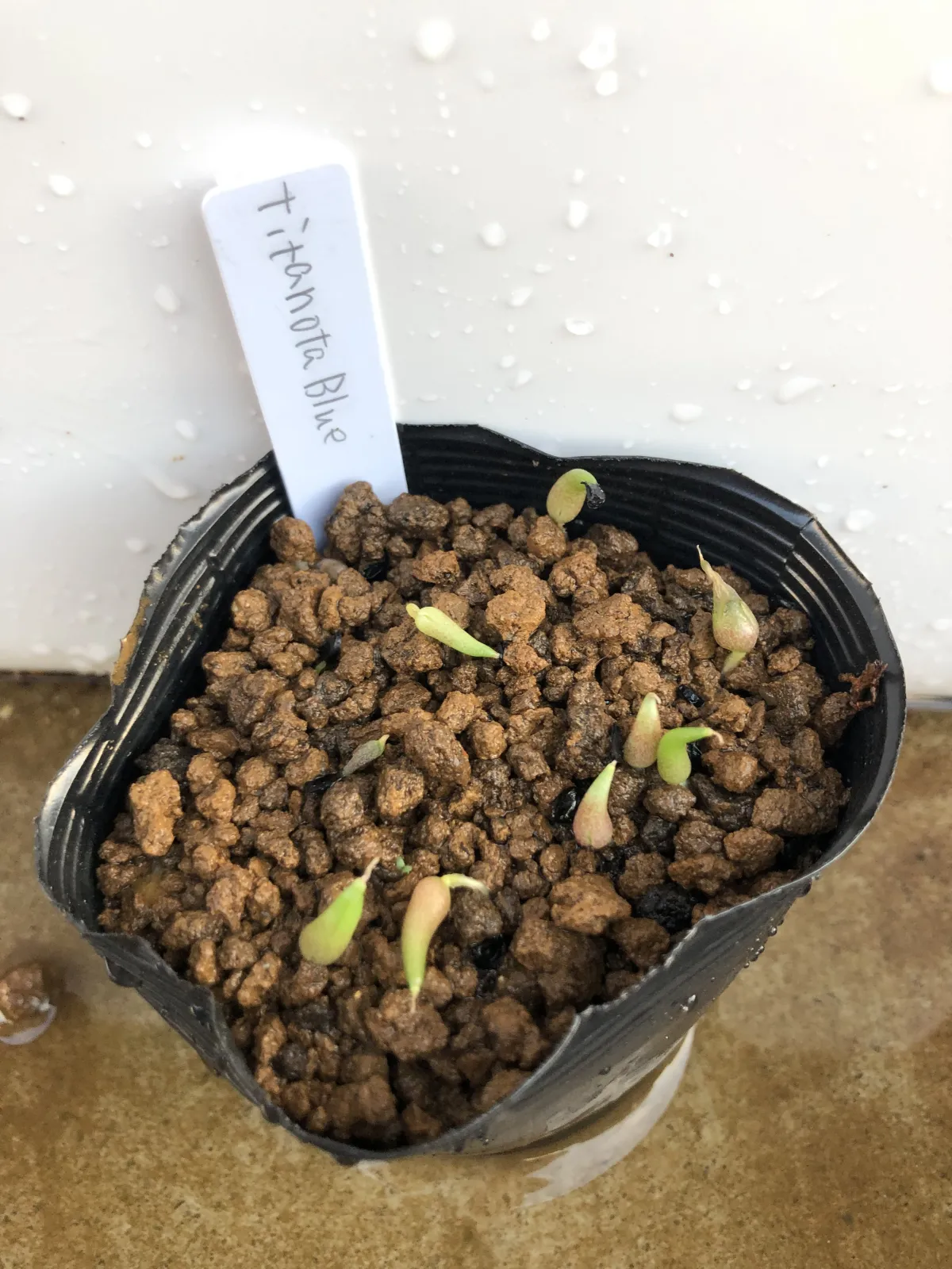 Agave titanota Blue Lot. (アガベ チタノタブルー)