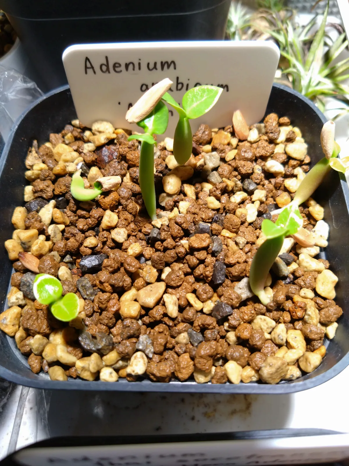 Adenium arabicum Alien (アデニウム エイリアン)