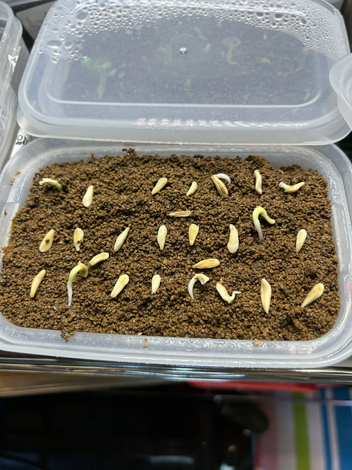 Pachypodium lamerei (パキポディウム ラメレイ)