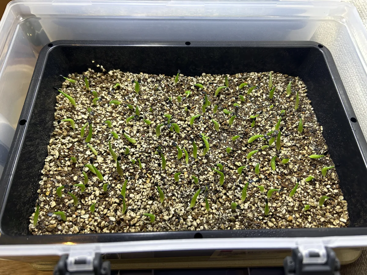Agave oteroi Lot. (アガベ オテロイ)