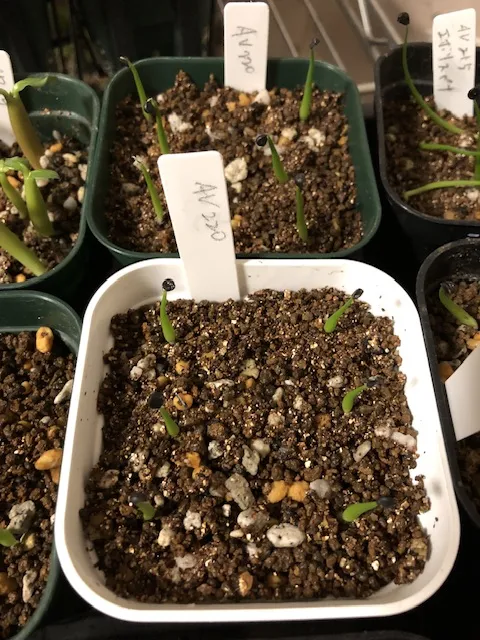 Agave utahensis ssp. utahensis Compacta (アガベ ユタエンシスコンパクタ)