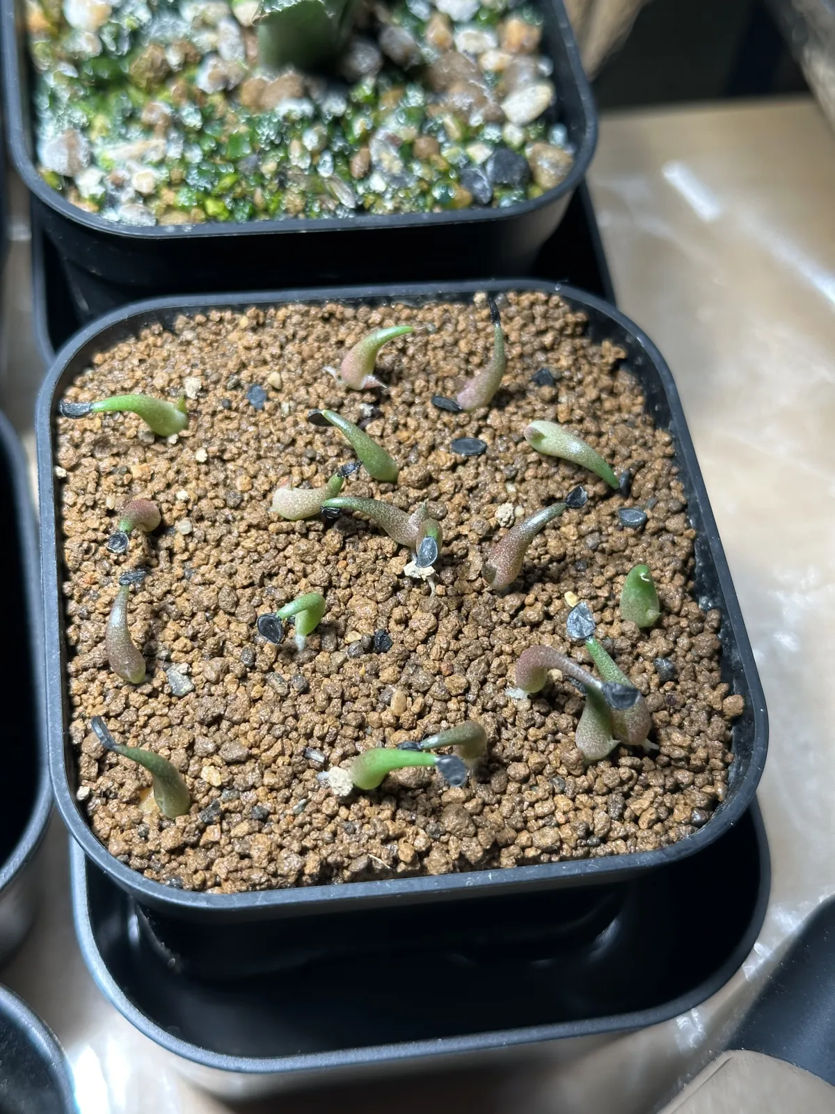 Agave oteroi Lot. (アガベ オテロイ)