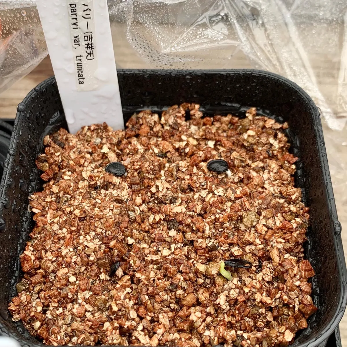 Agave parryi ssp. parryi (アガベ パリー)