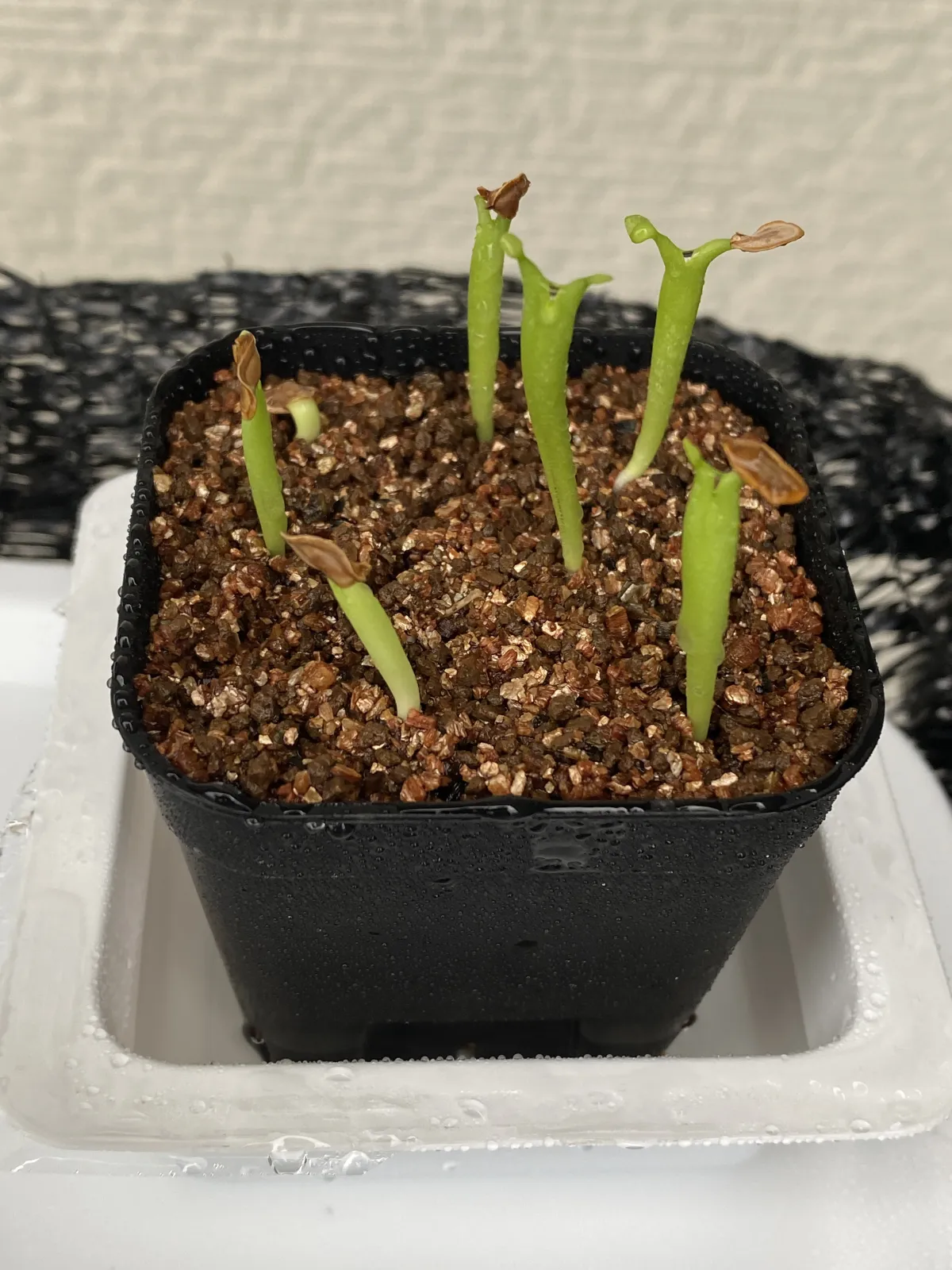 Hoodia gordonii (フーディア ゴルドニー)