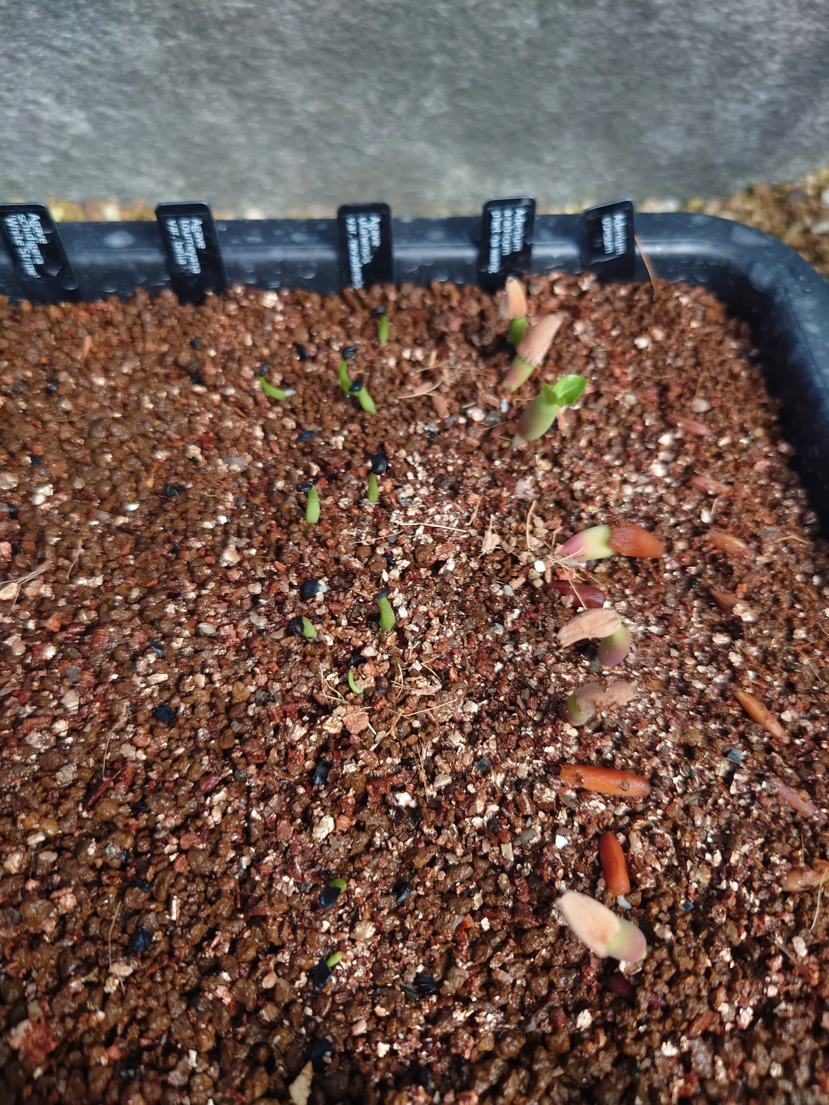 PNW Adenium arabicum phet na wang (アデニウム アラビカム)