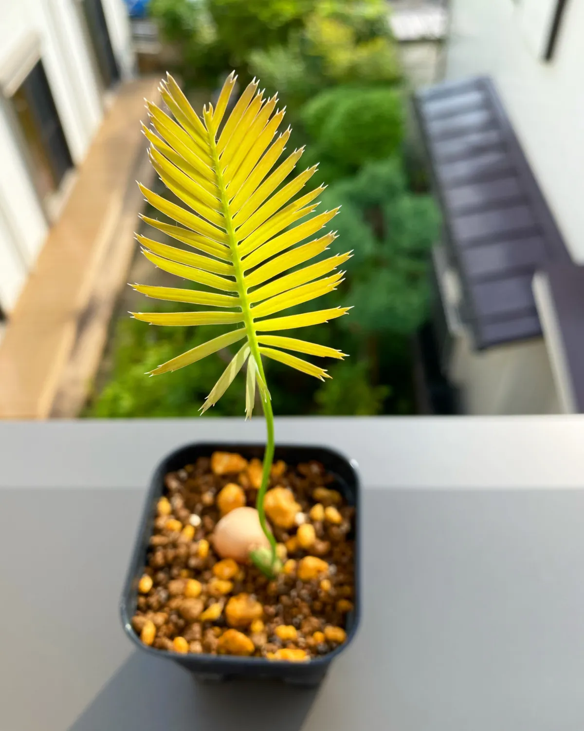 Dioon edule (ディオーン エデューレ)
