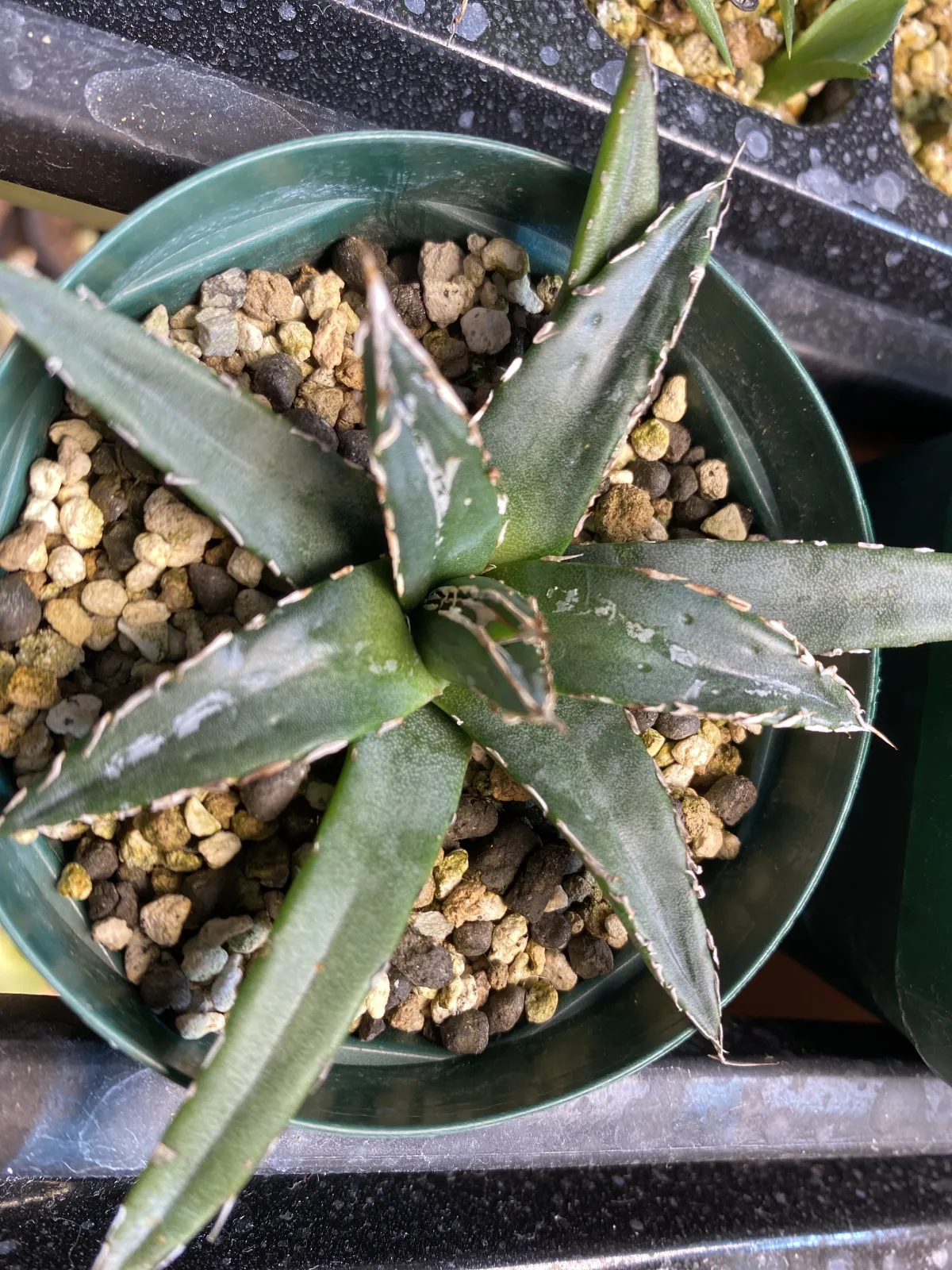 Agave victoriae-reginae ssp. victoriae-reginae (アガベ ビクトリアレジーナエ 笹の雪)