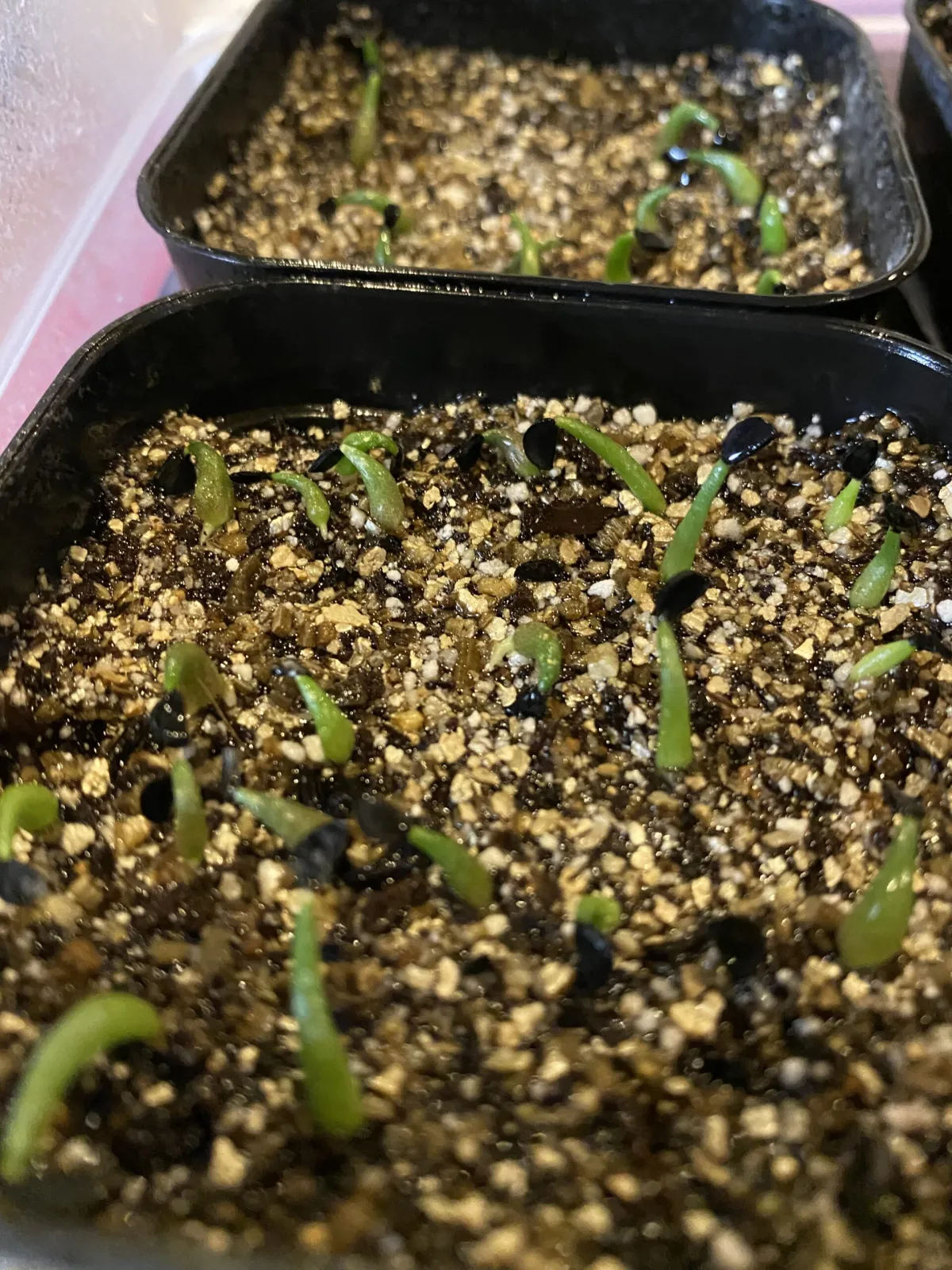 Agave oteroi Lot. (アガベ オテロイ)