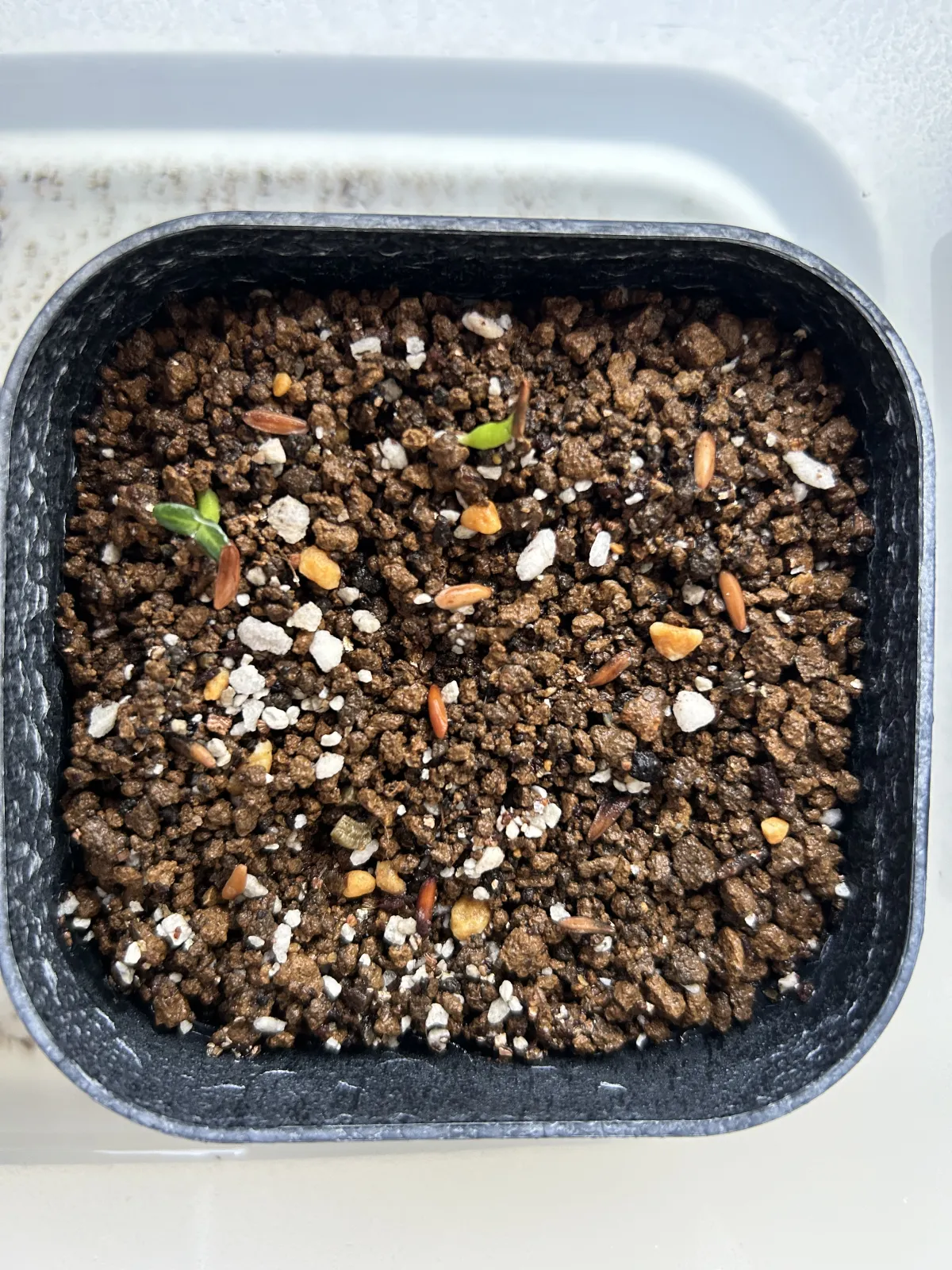 Pachypodium rosulatum var. gracilius ([無料種子] 発芽難 パキポディウム グラキリス　)