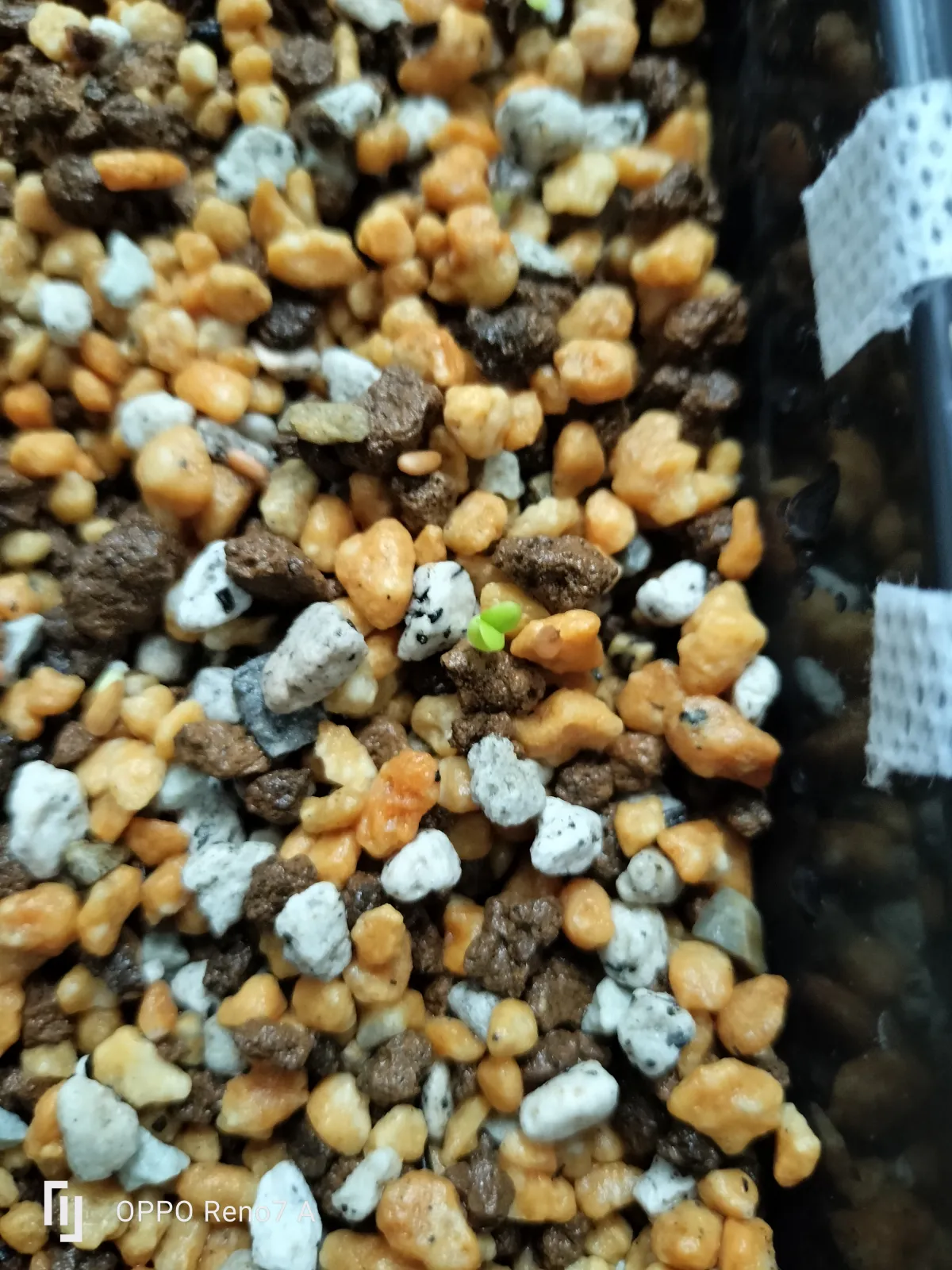 Pachypodium brevicaule (パキポディウム ブレビカウレ（短茎）)