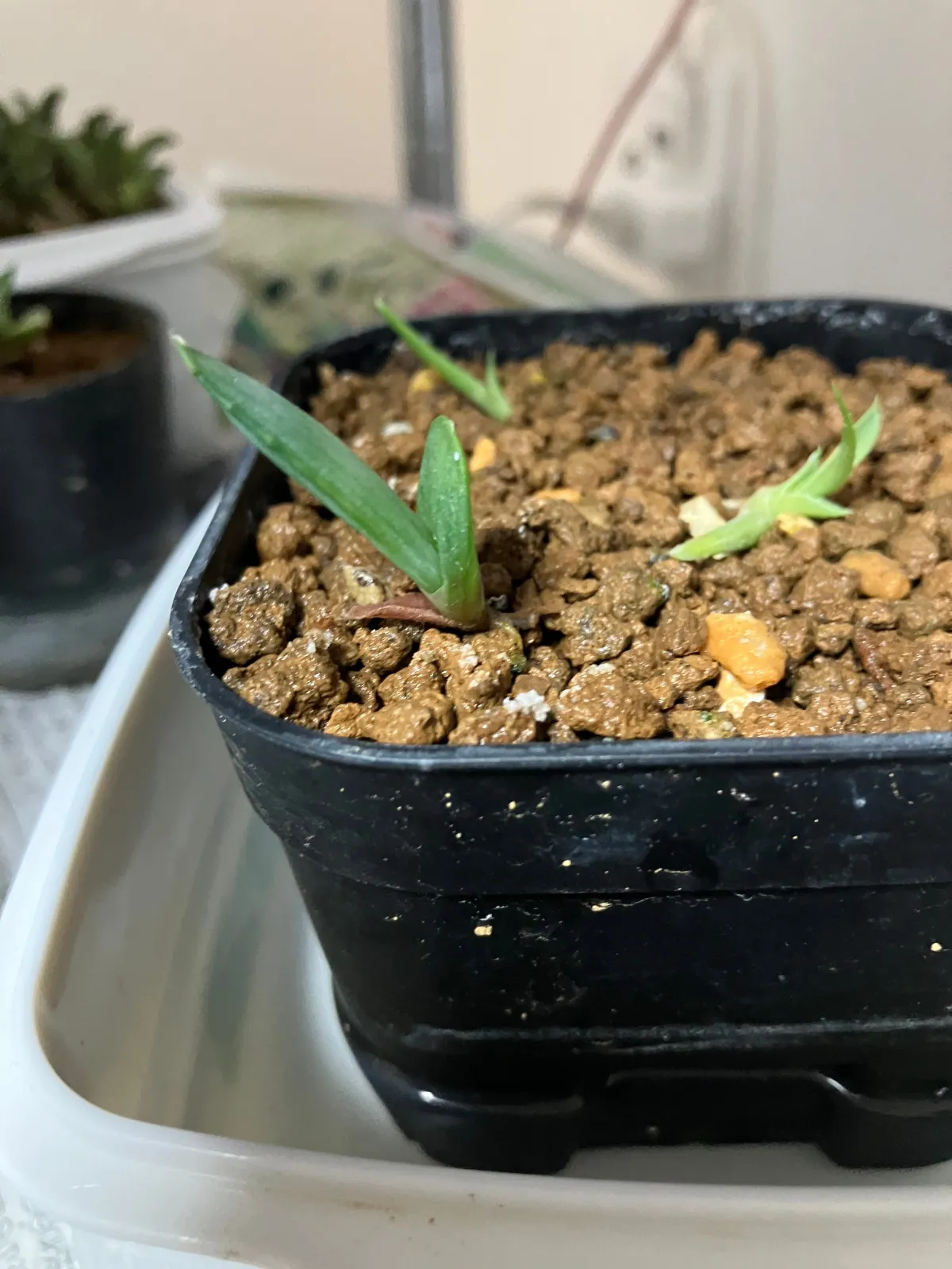Aloe ferox (アロエ フェロックス)