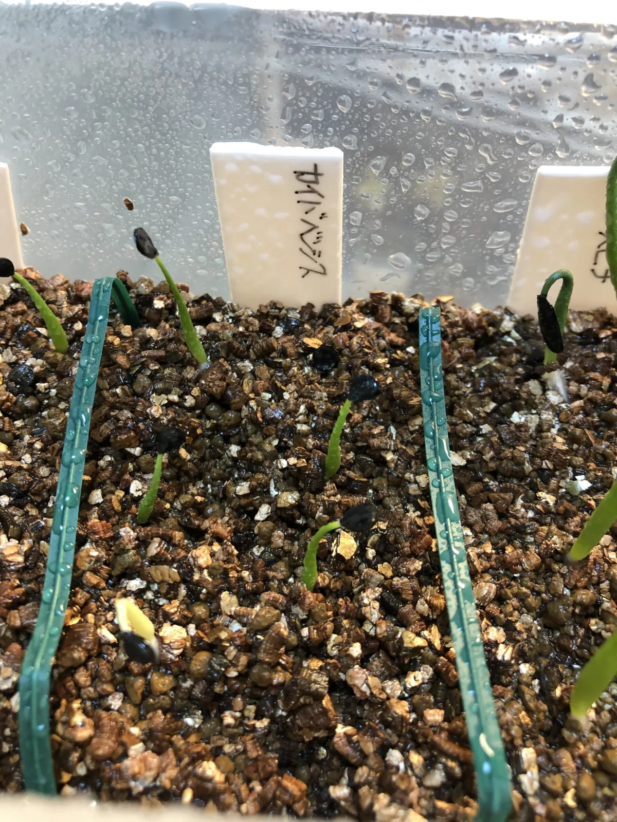 Agave utahensis kaibabensis (アガベ カイバベンシス)