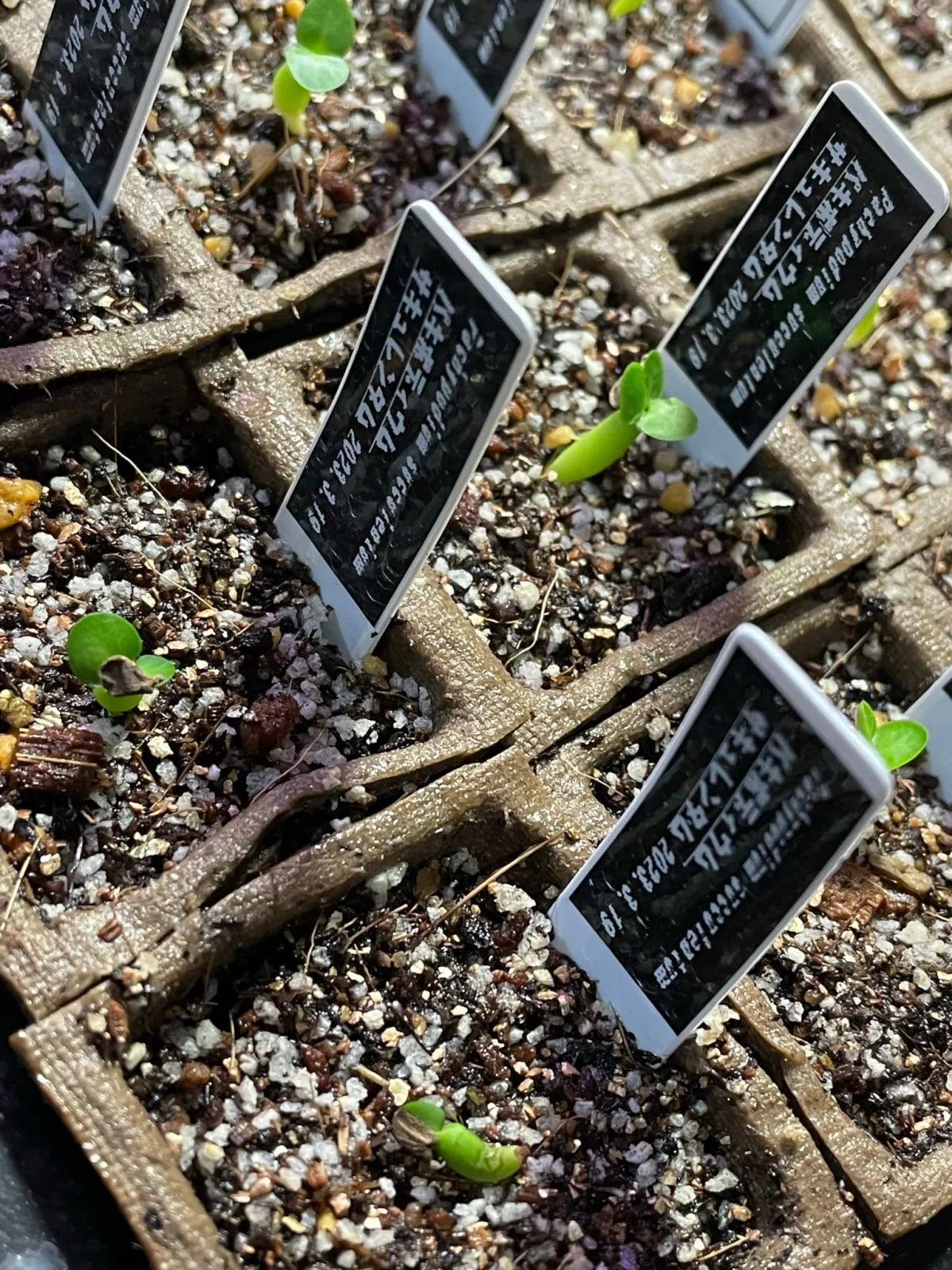 Pachypodium succulentum (パキポディウム サキュレンタム)