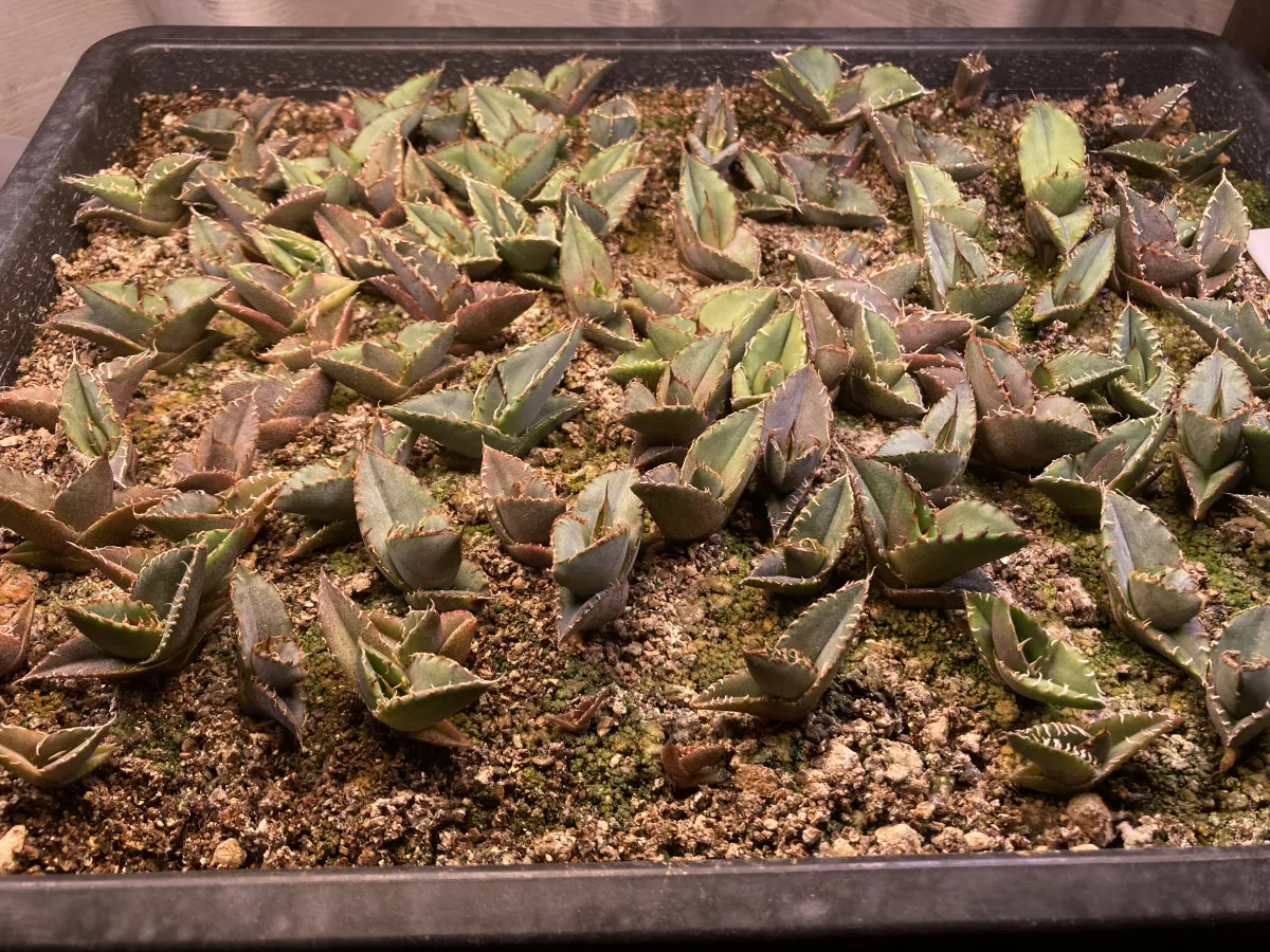 Agave oteroi Lot. (アガベ オテロイ)