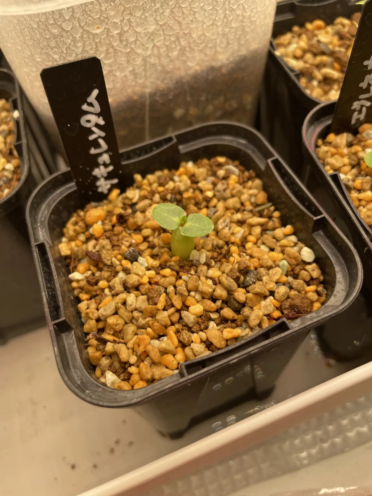 Pachypodium succulentum (パキポディウム サキュレンタム)