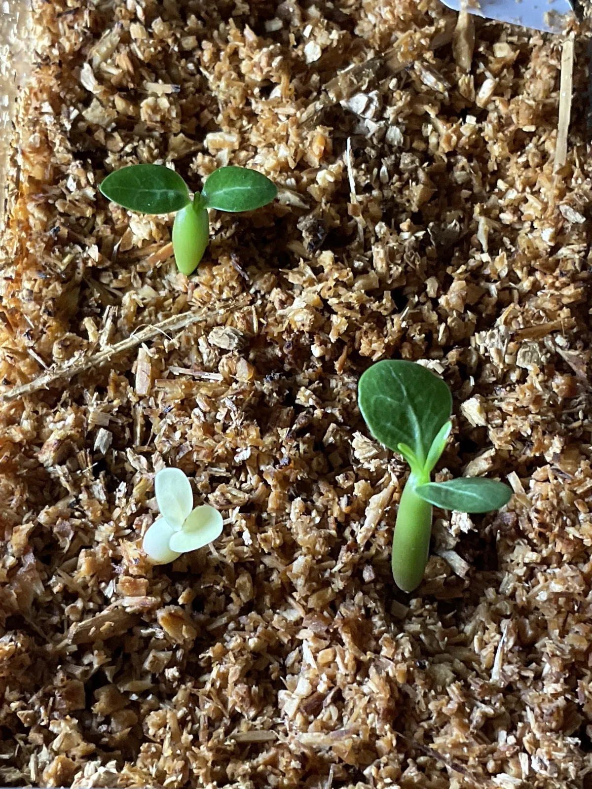 Adenium obesum (アデニウム ドーセットホーン)