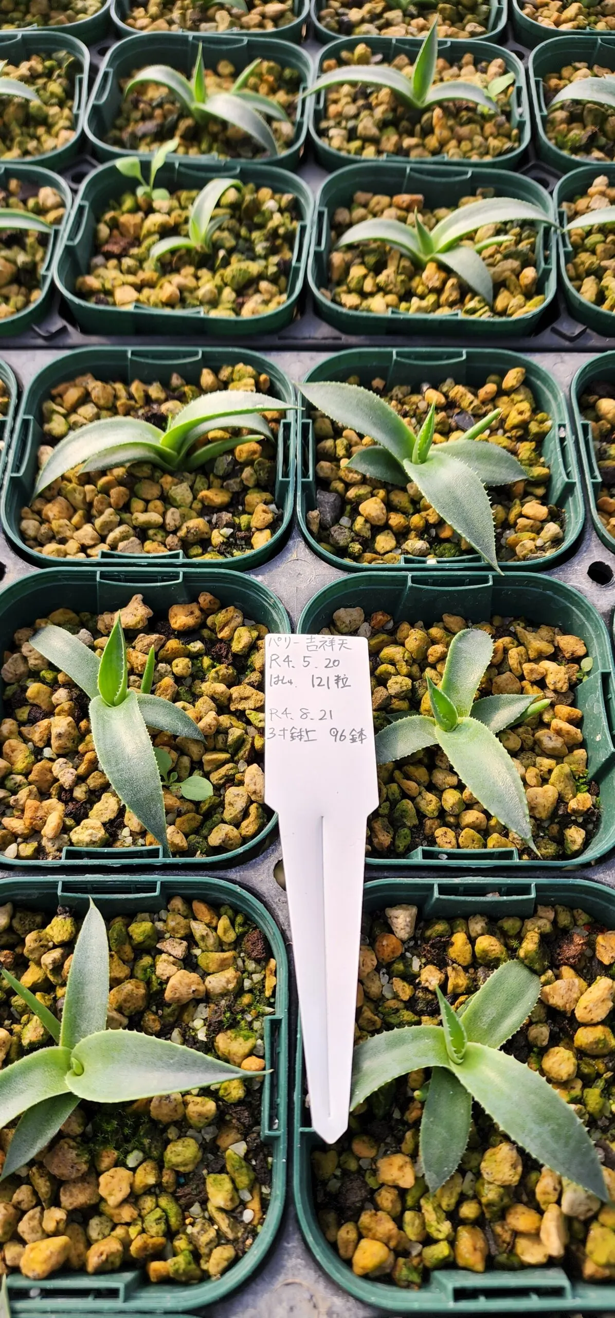 Agave parryi ssp. parryi (アガベ パリー)