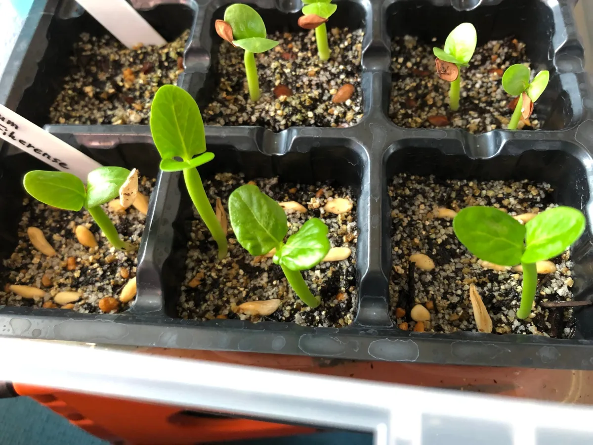 Pachypodium lamerei Fiherense (パキポディウム フィヘレンセ)