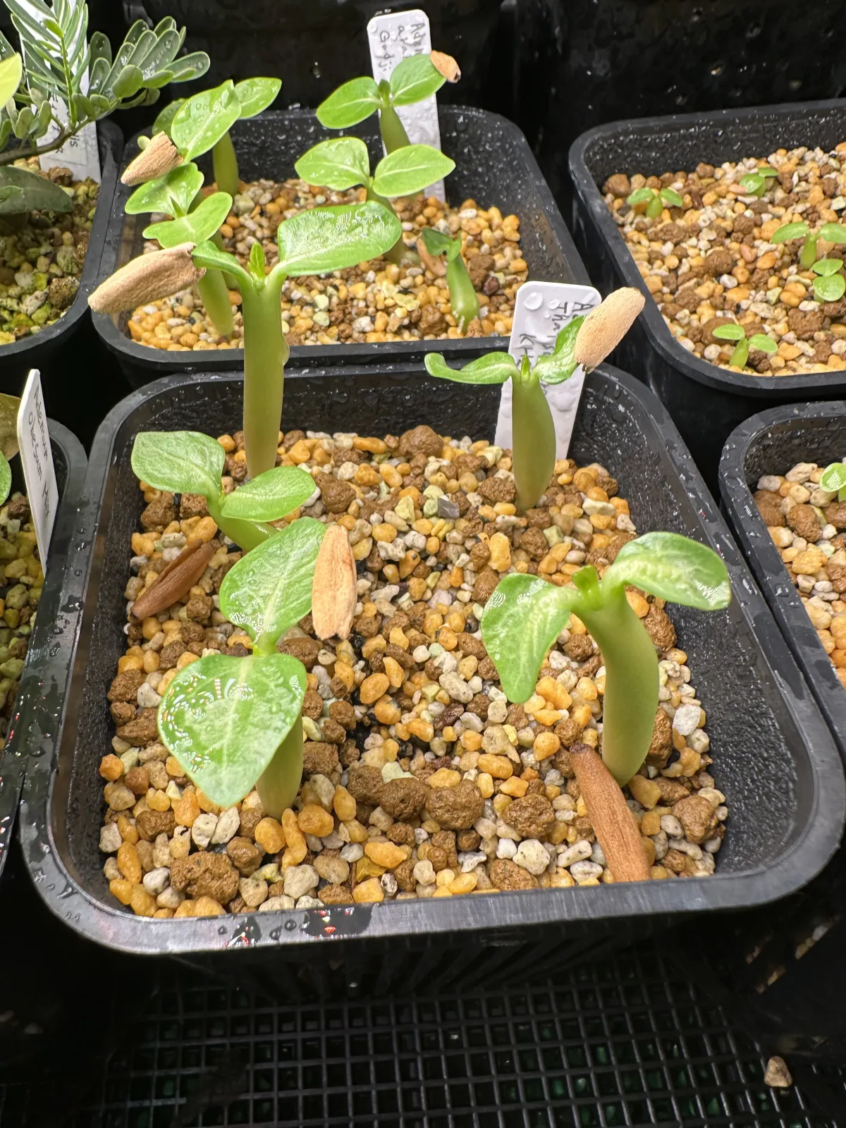 KHZ Adenium thai socotranum KHZ (アデニウム タイ ソコトラナム)