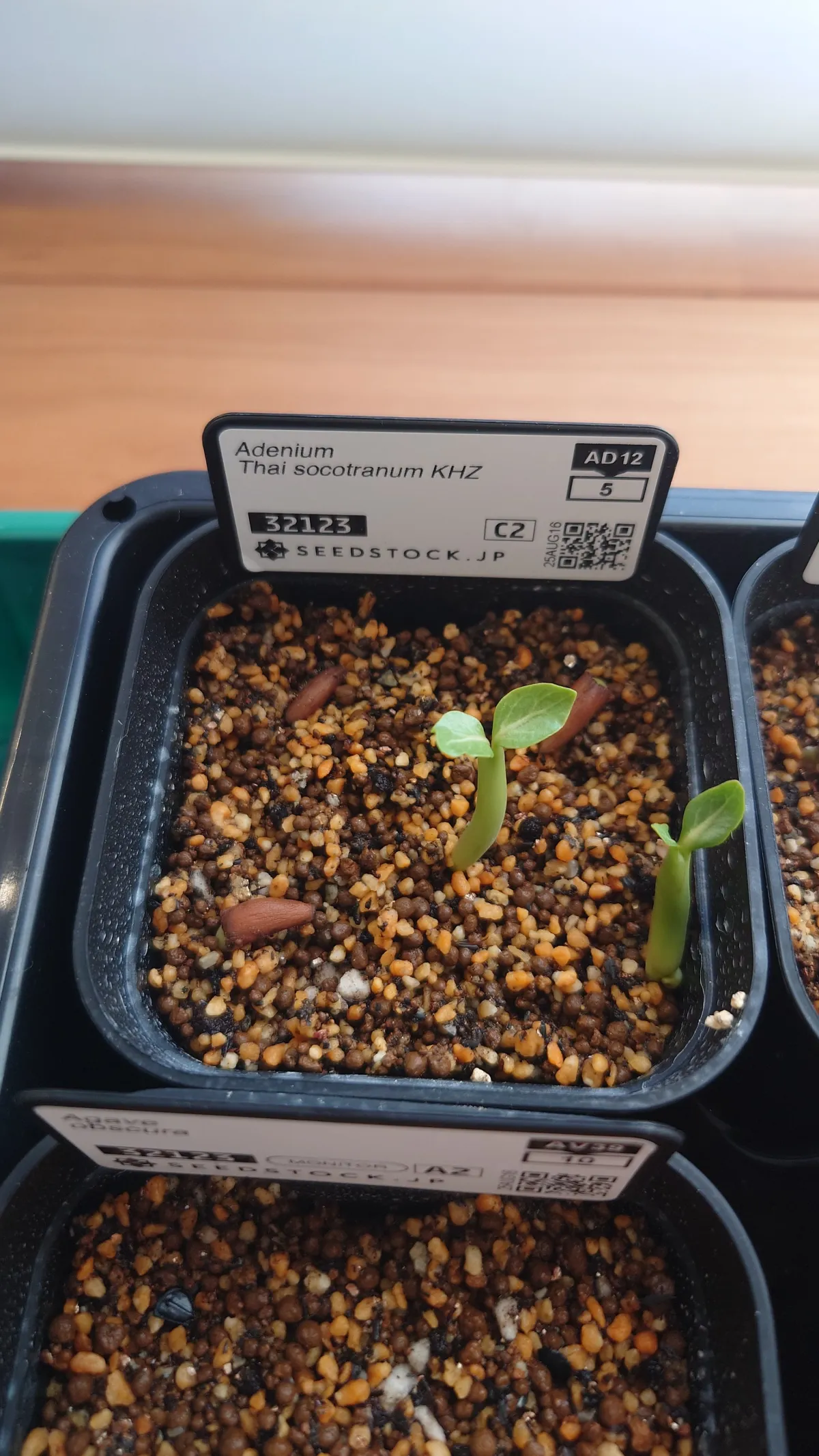 KHZ Adenium thai socotranum KHZ (アデニウム タイ ソコトラナム)