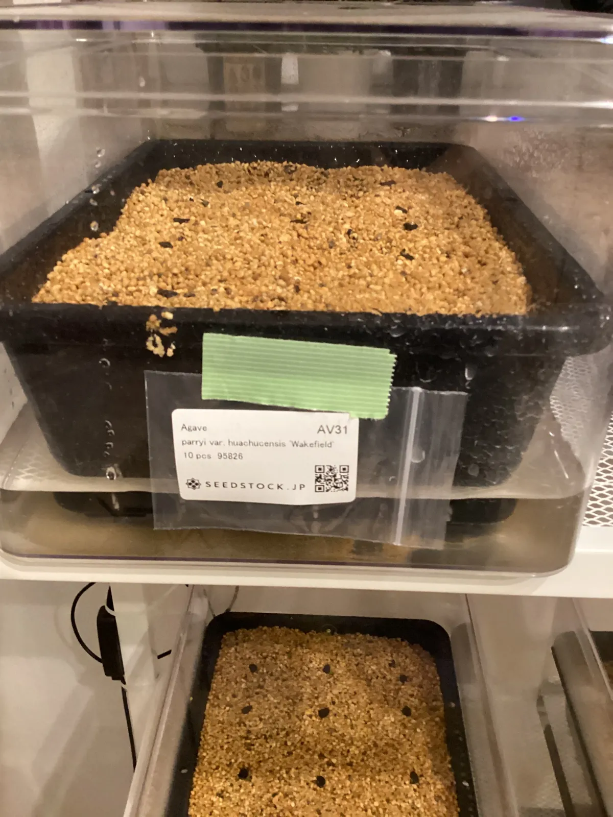 Agave parryi huachucensis Wakefield (アガベ パリー ウェイクフィールド)