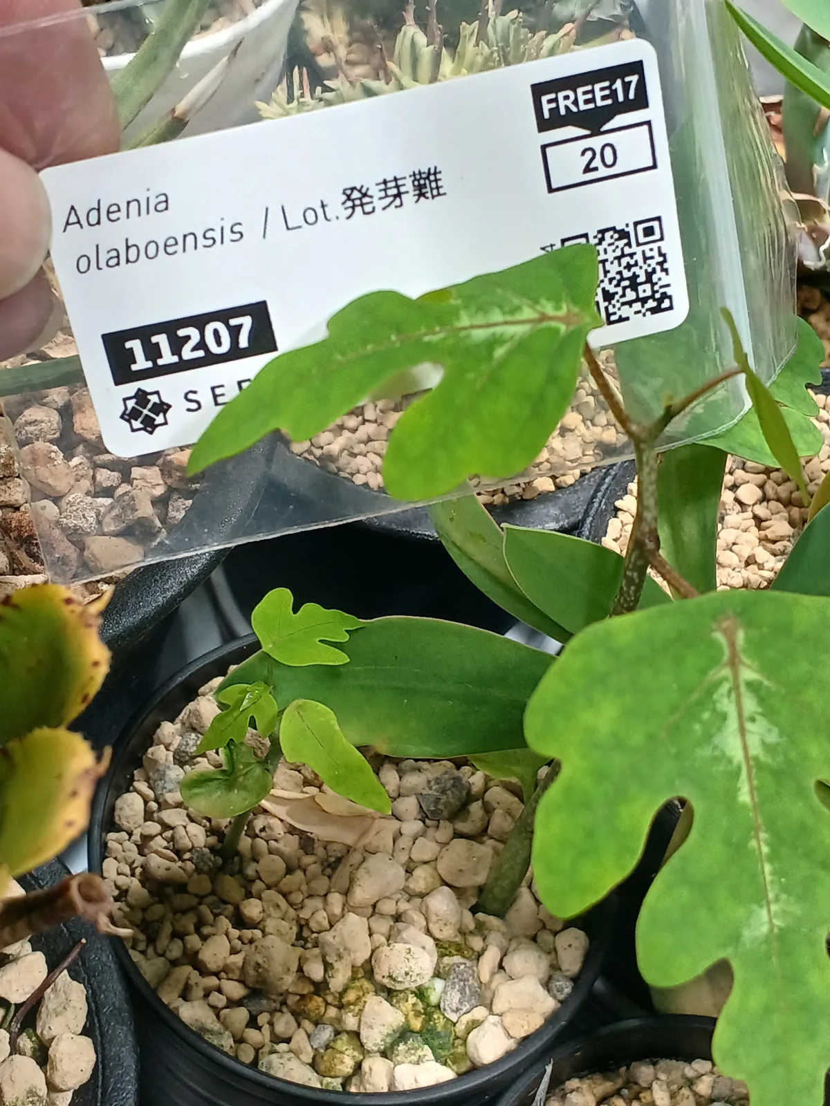 Adenia olaboensis ([発芽チャレンジ] アデニア オラボエンシス)