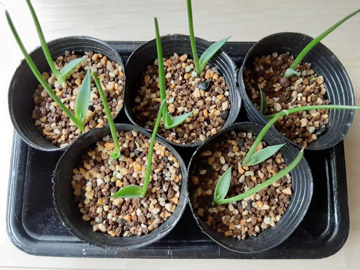 Agave parryi var. huachusensis (アガベ フアチュセンシス)