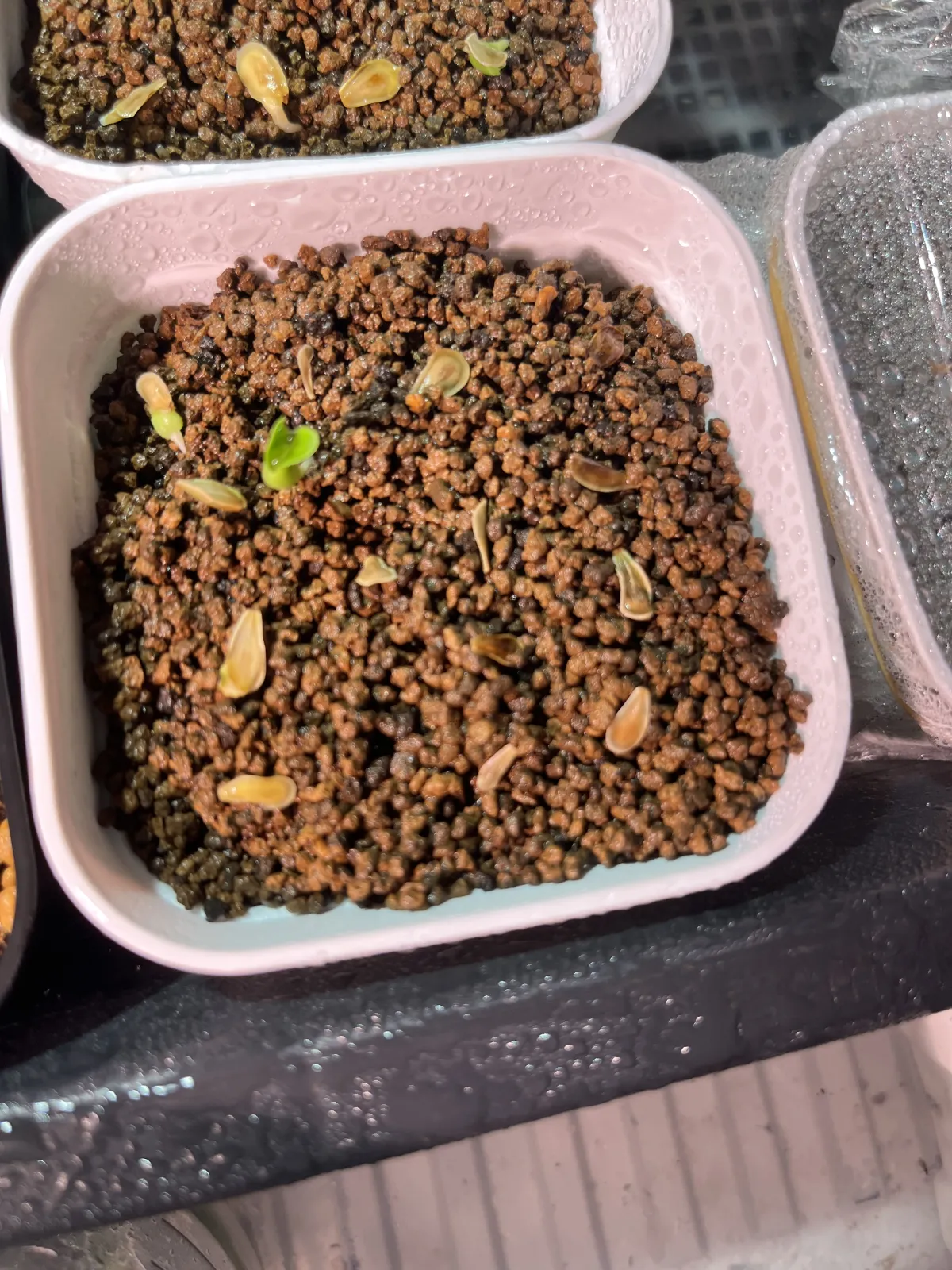 Fockea edulis (フォッケア 火星人)