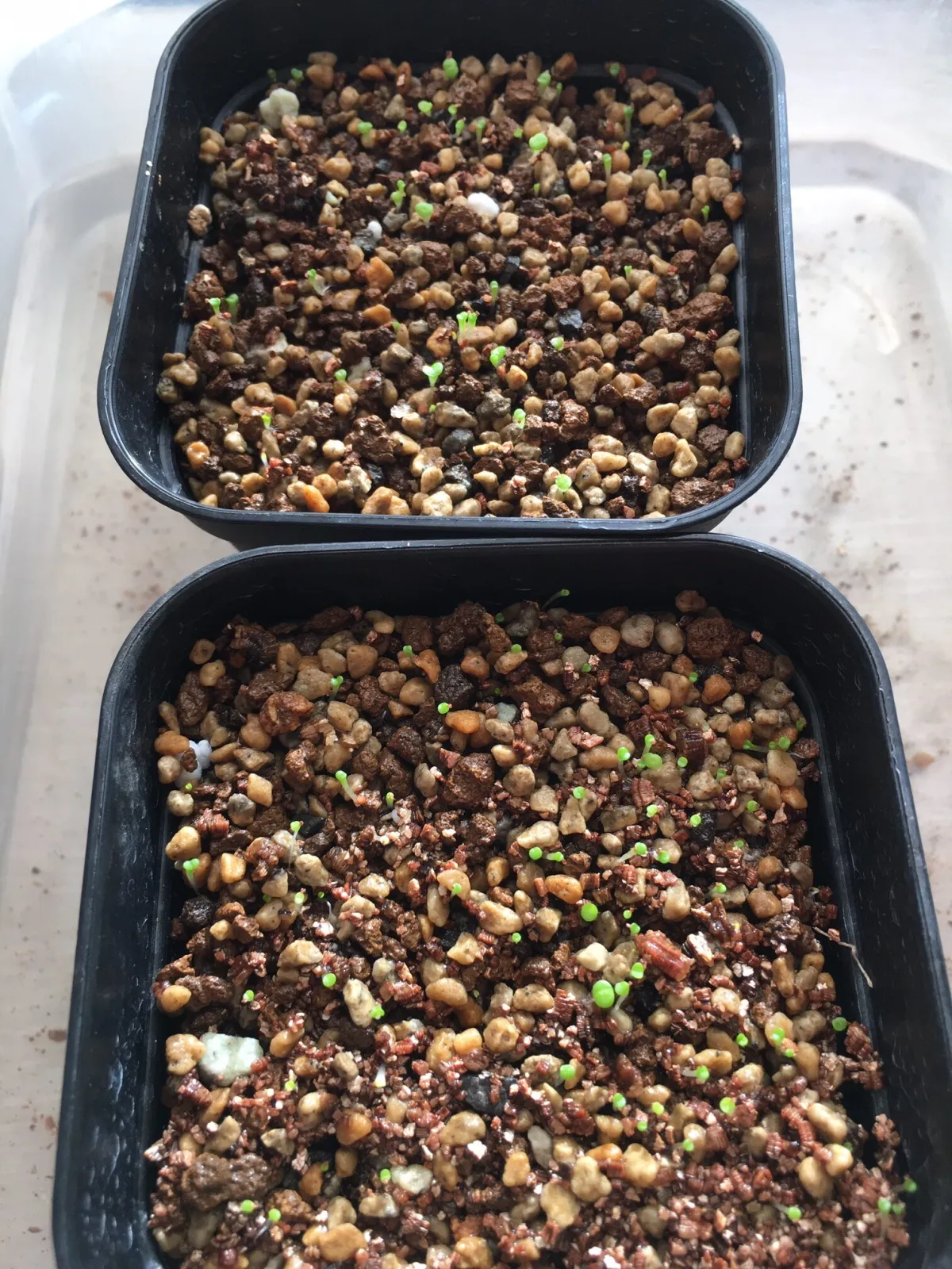Lithops Mix Seeds (リトープス ミックス)