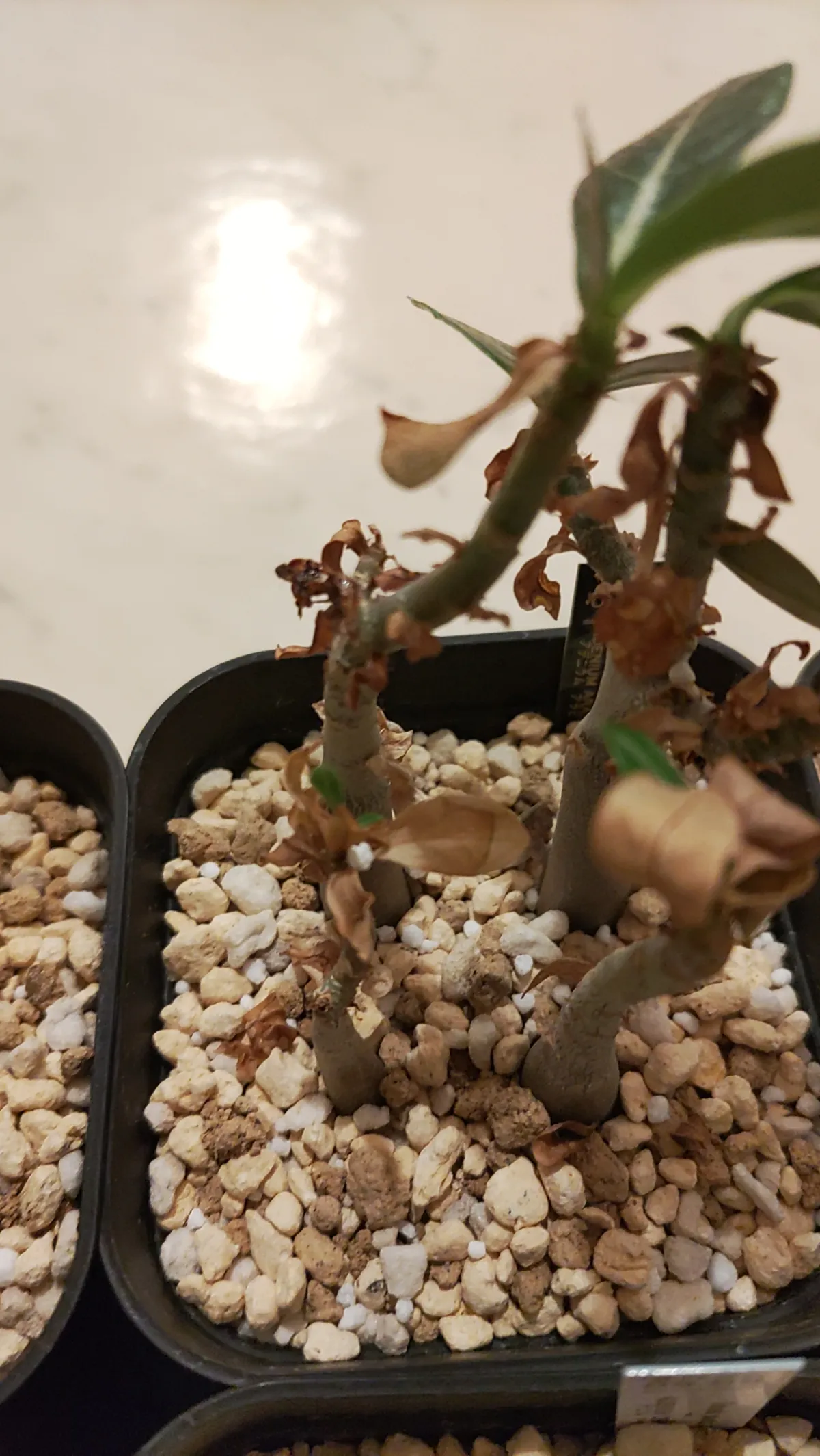 Adenium arabicum rachine (アデニウム アラビカム ラシニー)