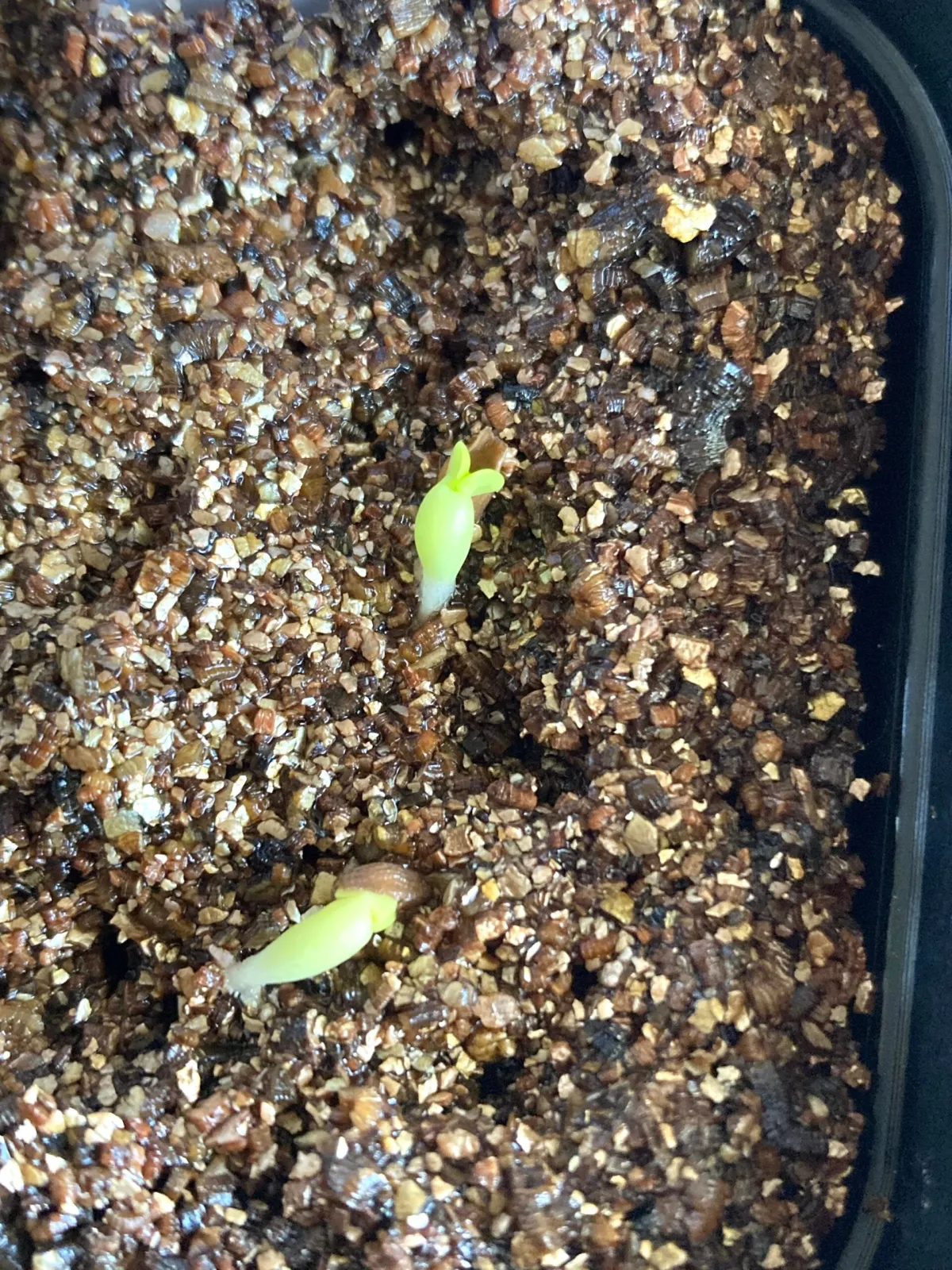 Pachypodium succulentum (パキポディウム サキュレンタム)
