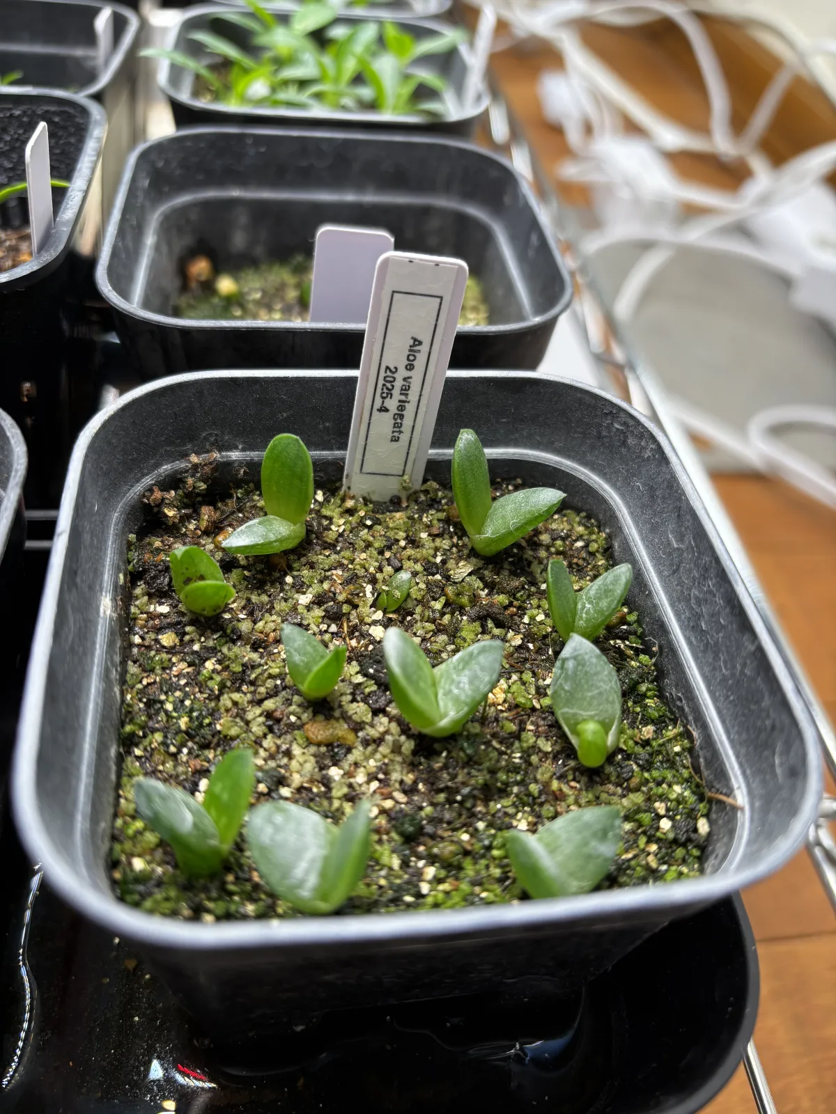 Aloe variegata (アロエ 千代田錦)
