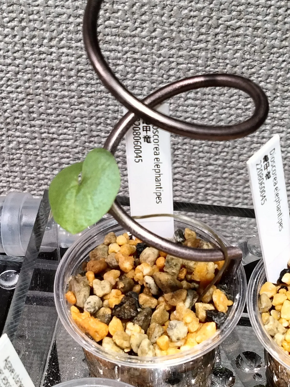 Dioscorea elephantipes (ディオスコレア エレファンティペス)