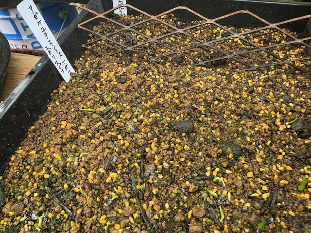 Agave utahensis var. eborispina Vegas (アガベ エボリスピナ ヴェガス)