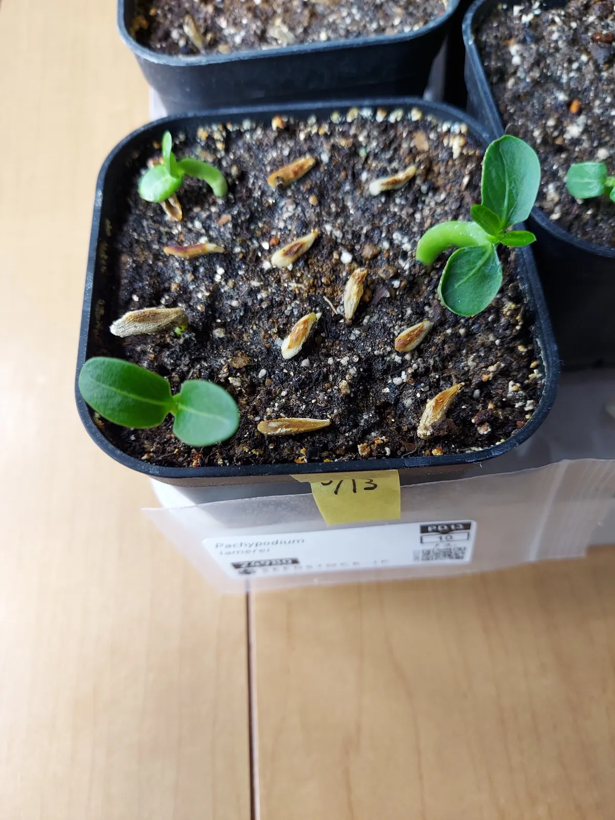 Pachypodium lamerei (パキポディウム ラメレイ)