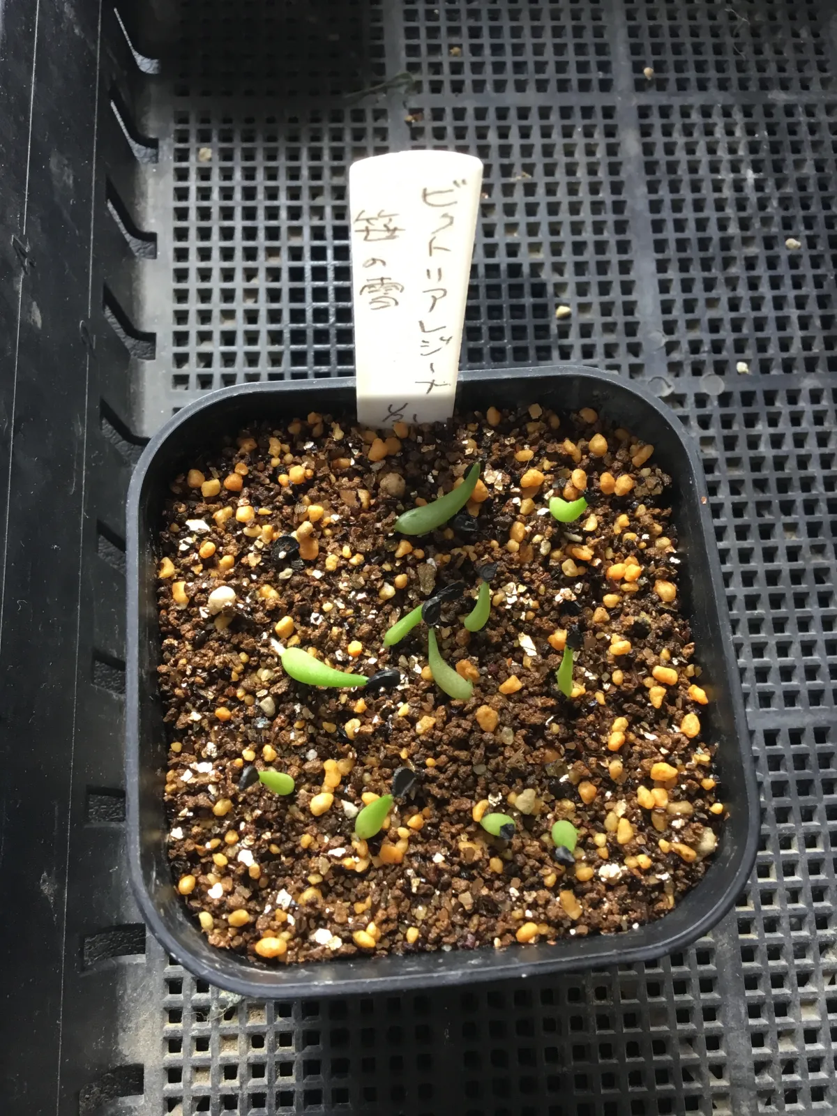 Agave victoriae-reginae ssp. victoriae-reginae (アガベ ビクトリアレジーナエ 笹の雪)