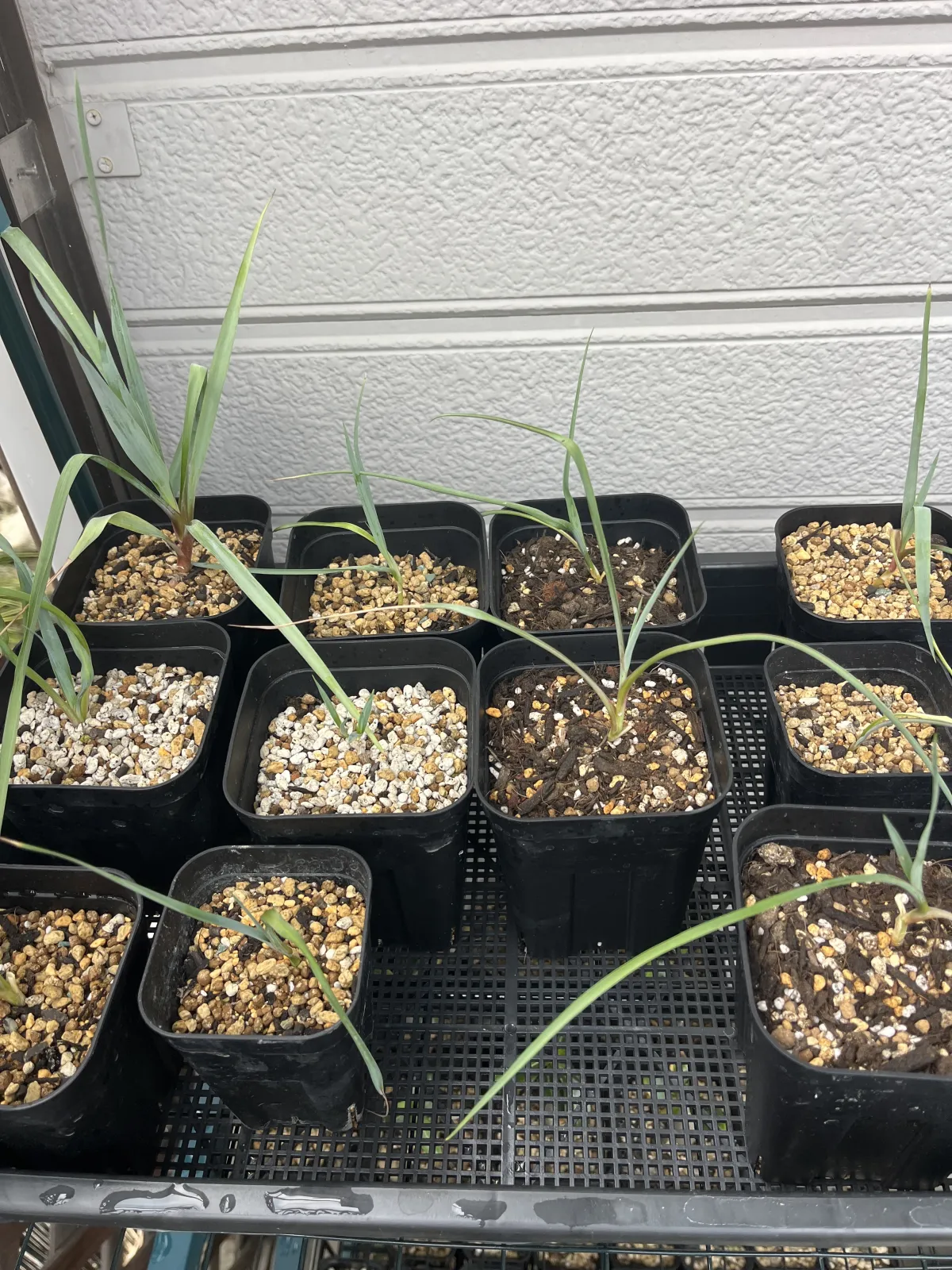Yucca rigida (ユッカ リギダ)